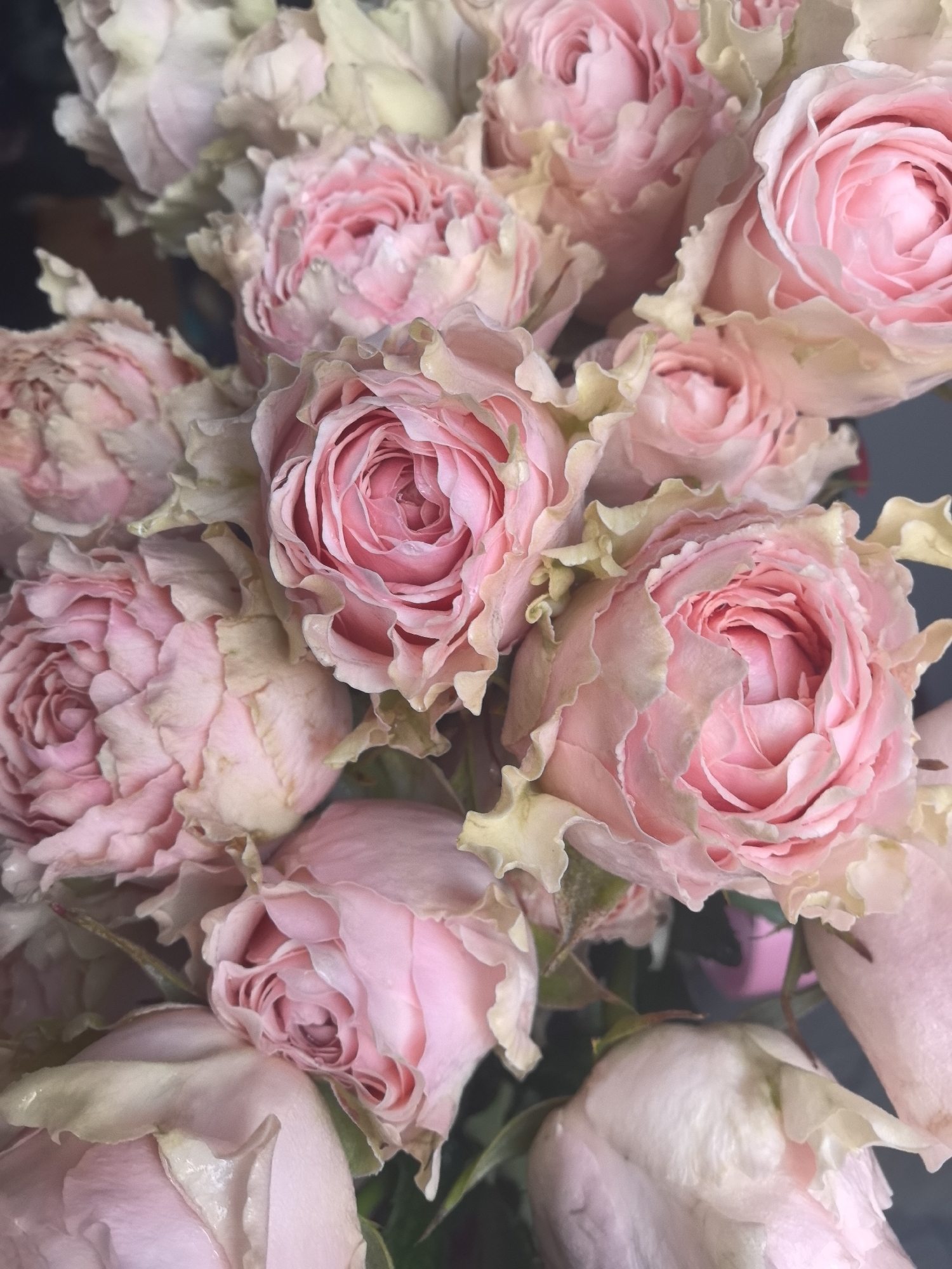 A close-up, overhead forensic view reveals a cluster of multiple light pink roses, observed in what is indicated as the city of Sarapul, Russia. The roses are in various stages of bloom, from tight buds to more open flowers, exhibiting deeply cupped petals with a prominent central pink hue that subtly lightens towards the ruffled, pale cream or light green outer edges. Minute water droplets are visible on several petals, suggesting a recent misting or fresh state. The background is indistinct and dark, providing a soft contrast. A faint, out-of-focus magenta object is visible in the lower right quadrant, potentially a vase or a component of the floral arrangement's packaging. No human subjects, animals, or overt actions are present in the scene.