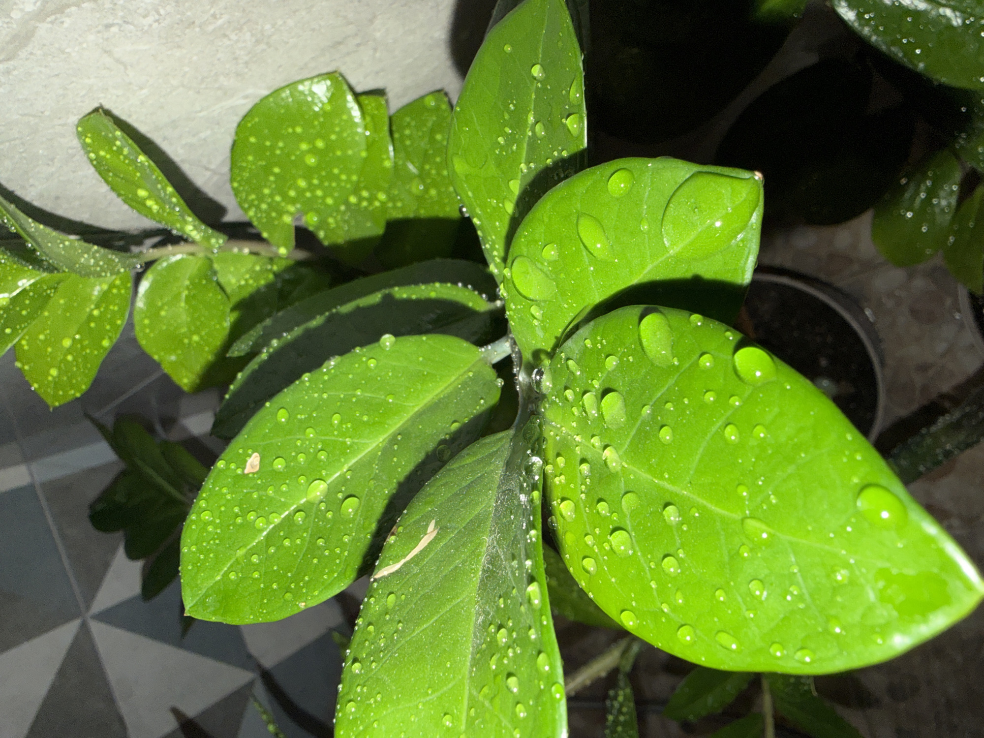 A close-up shot depicts a Zamioculcas zamiifolia plant, commonly known as a ZZ plant, with several glossy, bright green leaves covered in water droplets. The leaves are arranged in a cluster at the center of the frame. The plant is indoors, with a gray wall visible in the background on the left side. To the right of the frame, part of another plant and its pot are visible in darker lighting. The floor below is covered in a black and white patterned tile. While the location is mentioned to be in Chaikovsky, Russia, there are no elements visible in the image that would independently confirm this location.