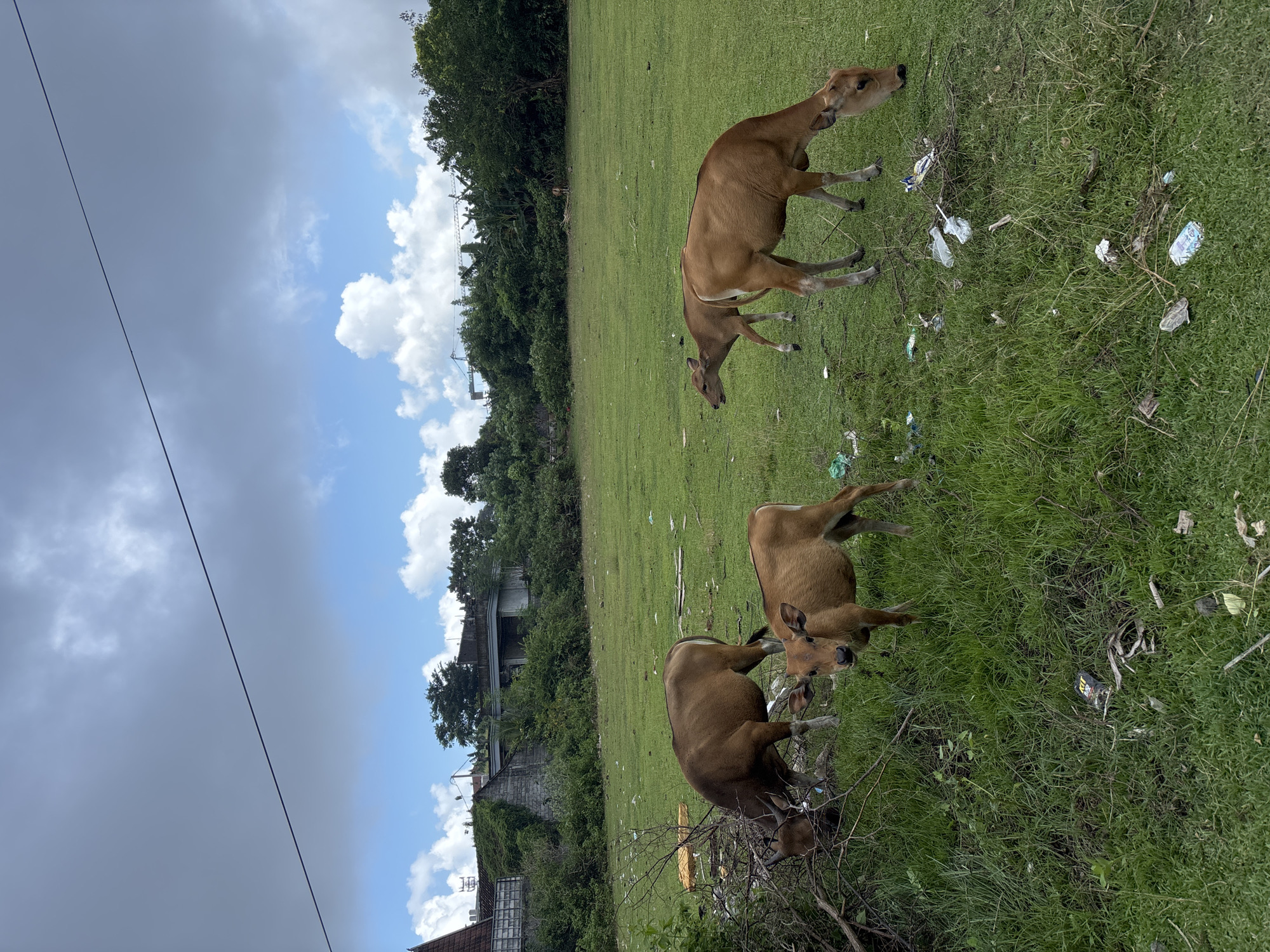 Ungasan, Indonesia: Four brown cows graze in a grassy field littered with white and silver trash. Buildings and trees are in the background. The sky is blue with clouds. A power line is visible in the lower left.