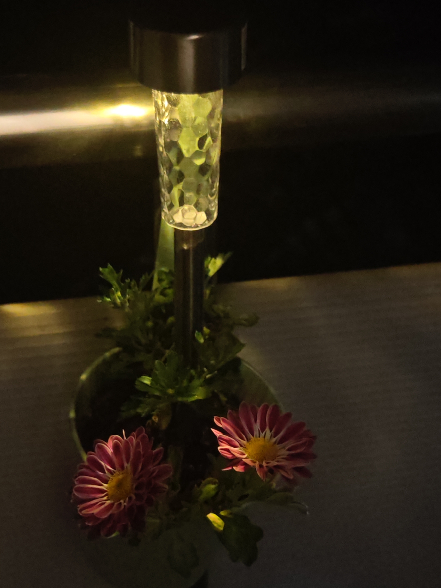 The image depicts a static, dimly lit scene featuring a solar-powered garden lamp illuminating a potted plant. No human figures or discernible human activity are visible.
Centered in the upper portion of the frame is a cylindrical solar lamp. It has a dark, possibly metallic, cap and a clear, faceted body designed to diffuse light, resembling a honeycomb or cut glass pattern. The lamp emits a warm, yellowish-green light downwards, illuminating the plant below and casting a distinct horizontal streak of light on a reflective dark surface in the upper left background, suggesting a wall or object directly behind it.
Beneath the lamp, slightly to the left of the central axis, rests a dark green or grey cylindrical plant pot. Inside the pot, a leafy plant with abundant green, serrated foliage is visible. Two distinct flowers are present, each featuring multiple layers of magenta-pink petals with lighter, almost white, tips or undersides, and a prominent yellow central disc. One flower is positioned on the lower left, and the other slightly higher and to the right.
The potted plant is situated on a flat, subtly textured surface, likely a table or countertop, which appears light grey in the areas directly illuminated by the lamp and fades into a darker grey in shadow. The background in the upper right and central areas is completely black, indicating profound darkness beyond the immediate illumination.
The depicted environment offers no specific geographical markers to confirm its location within the city of Shumen, Bulgaria, or any other specific urban area; it appears to be an indoor or sheltered outdoor setting at night.