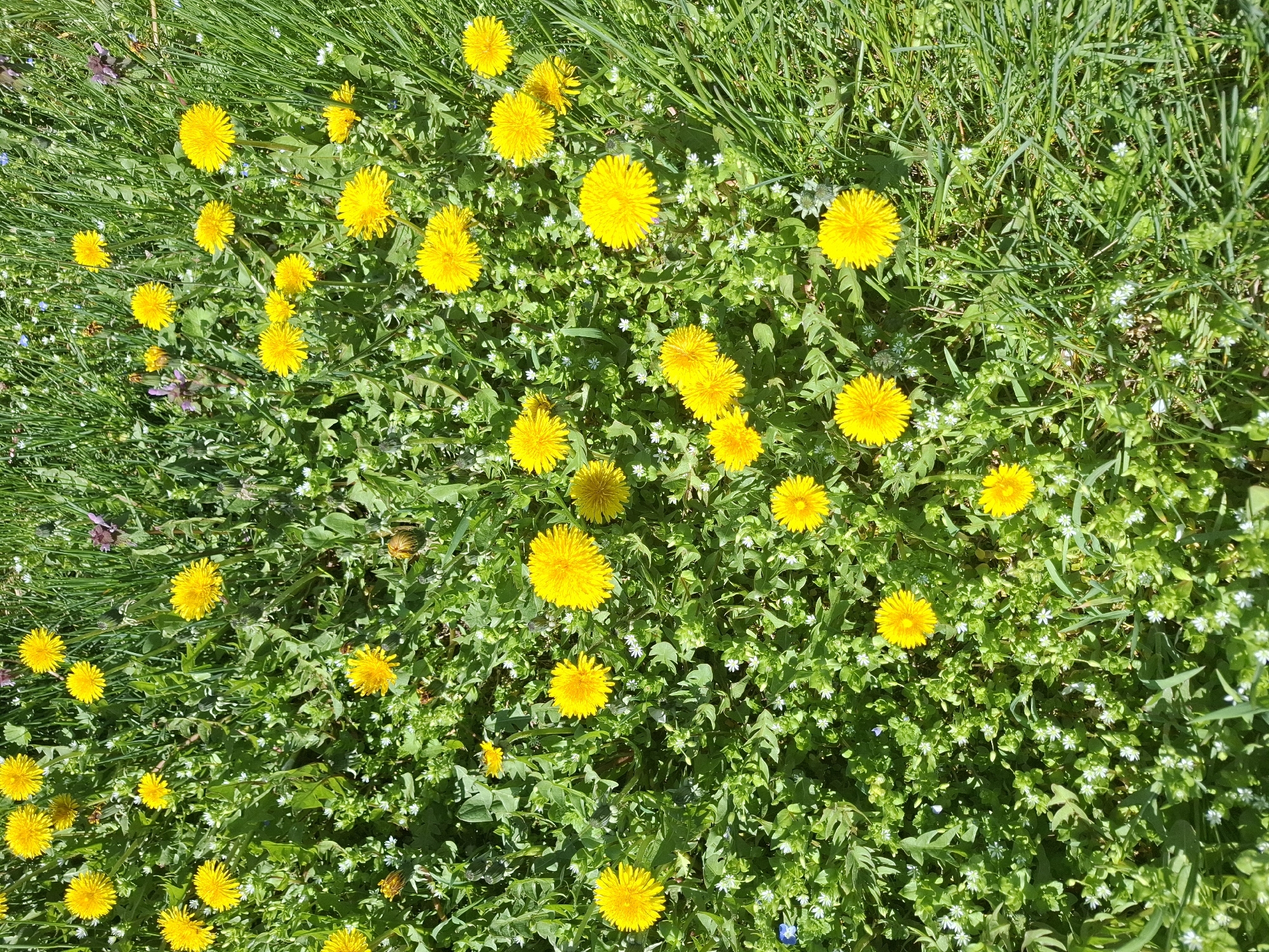The image shows a ground-level view of a meadow or field, densely populated with dandelions in full bloom, and interspersed with various types of green grass and smaller white flowers. The location is inferred to be in Gramada, Bulgaria. There are no people or visible actions in the image. The primary subjects are the dandelion flowers, distinguished by their bright yellow color. The environment is a sunny, open space, possibly a park, garden, or neglected lawn, typical of springtime in temperate climates.
