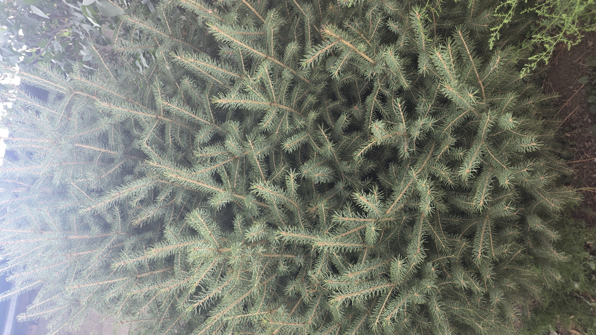 The image shows a close-up view of the dense branches and needles of a conifer tree. The needles are green and appear to be sharp. The branches are a lighter brown color and are covered in needles. Some of the branches are thicker than others, indicating different ages or growth patterns. The background is out of focus but appears to be foliage and possibly a wall or structure. There are no people or animals visible in the image. The image is taken from a slightly elevated angle, looking down into the tree. The lighting suggests it is daytime, possibly overcast, as there are no harsh shadows. The overall impression is one of dense, natural growth. This image does not provide any information about the city of Chuy, Kyrgyzstan, or any specific location within it.