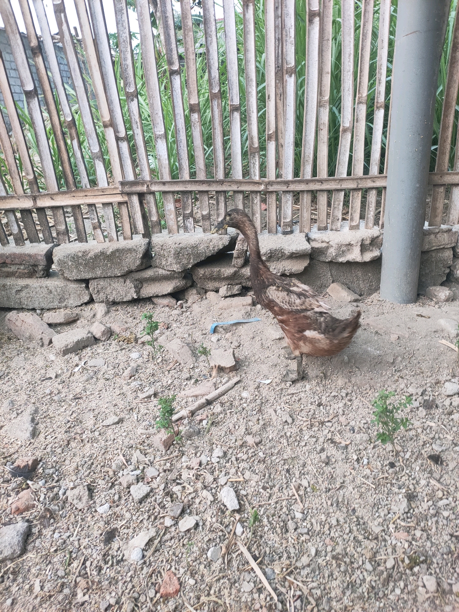 A brown and white duck stands on a dirt ground next to a low stone wall. Behind the wall is a bamboo fence, and beyond that are green plants and trees. The scene is outdoors in what appears to be a rural or undeveloped area in Plemahan, Indonesia. The duck is facing left with its neck extended. There is a grey pipe on the right side of the image. The ground is covered with dirt, small stones, and a few pieces of broken brick. Some dry leaves and twigs are scattered on the ground.