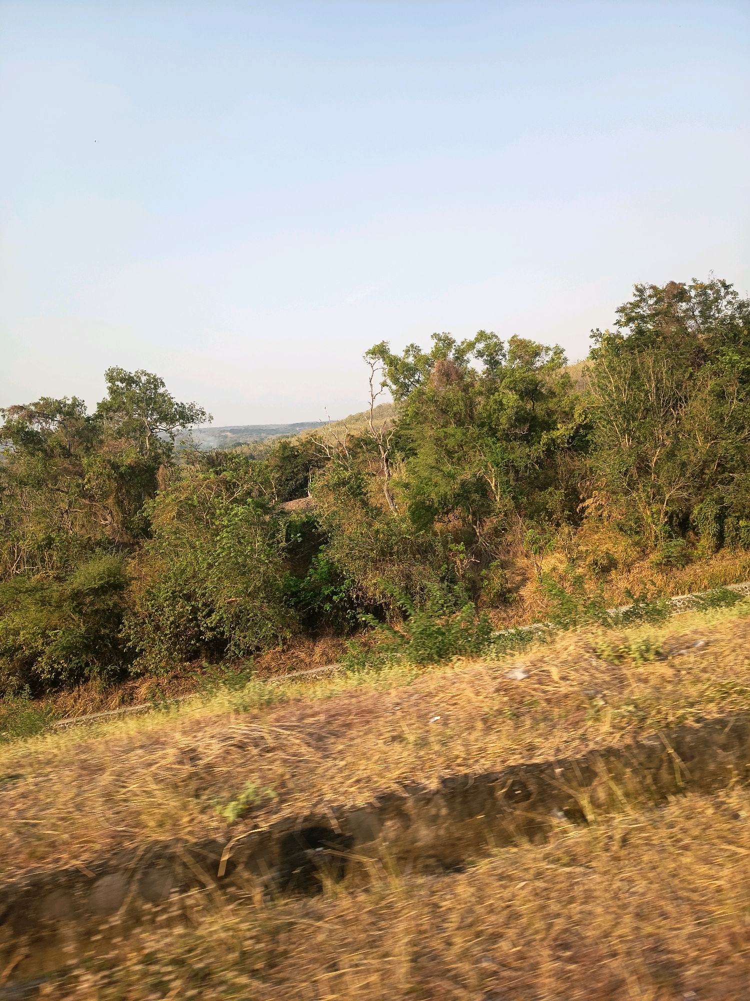 The image depicts a rural landscape with a dense forest covering a hilly terrain. The sky is clear and pale blue. In the foreground, dry, yellow grass covers a sloping ground, with a dark, blurred line running horizontally across it, possibly a road or a ditch. Further back, the forest is a mix of various shades of green, with some trees appearing taller than others. The overall scene suggests a natural, undeveloped area. The location is identified as Kalangbancar, Indonesia.