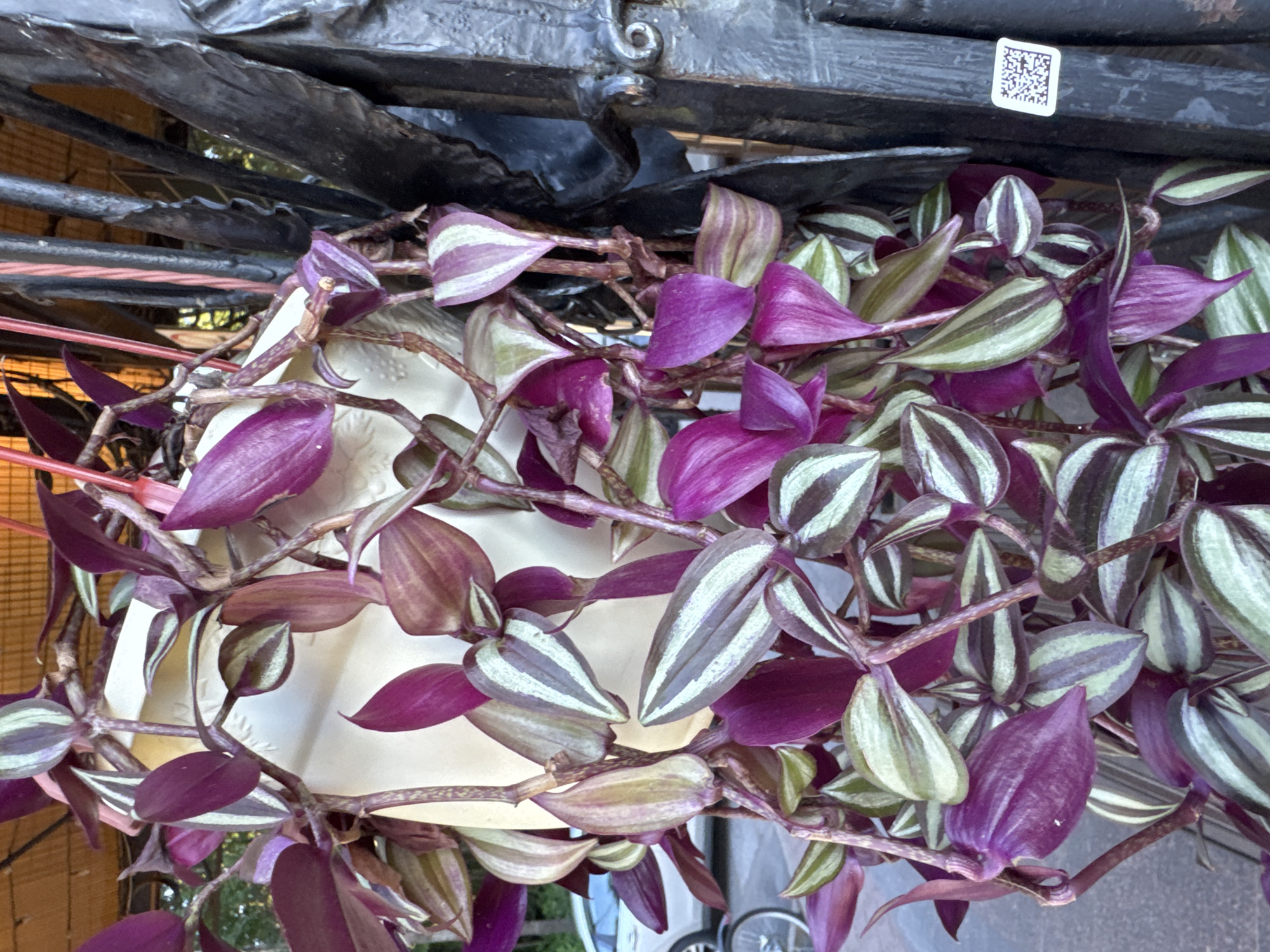 A close-up shot focuses on a vibrant purple and green striped wandering dude plant hanging in a white planter. The plant's leaves are fleshy and ovate with striking stripes of silver and dark purple, creating a visually appealing contrast. Vines cascade downwards, some partially obscuring the planter and a dark, ornate metal structure to the right. In the background, a white car is visible, suggesting an urban outdoor setting. A QR code sticker is affixed to the metal structure. The lighting suggests it is daytime, with shadows indicating an outdoor environment. The image does not provide specific details to pinpoint a location within Saint Petersburg, Russia.