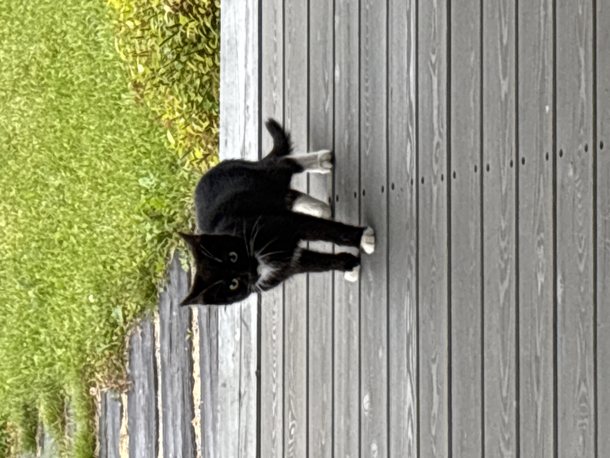 A black and white cat stands on a wooden deck. The cat is facing the camera with its head slightly tilted. It has white paws, a white chest, and white whiskers. In the background, there is green grass and some bushes. The wooden deck appears to be part of an outdoor area, possibly a porch or patio. The lighting suggests it is daytime, and the image has a slightly overcast quality. The location is Zvenigorod, Russia.