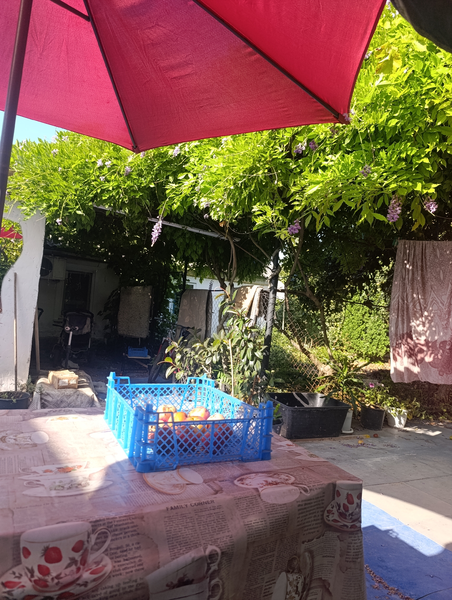 The image depicts an outdoor setting, likely a backyard or patio, with a red umbrella providing shade over a table covered with a newspaper-patterned tablecloth. On the table, there is a blue plastic crate filled with fruit, and several teacups and saucers. In the background, there is lush green foliage with purple flowers, a building, a clothesline with laundry hanging, and various gardening items such as pots and containers. The scene appears to be set in a residential area, possibly in the city of Zaliznyi, Russia, given the prompt's context. There are no people visible in the image.