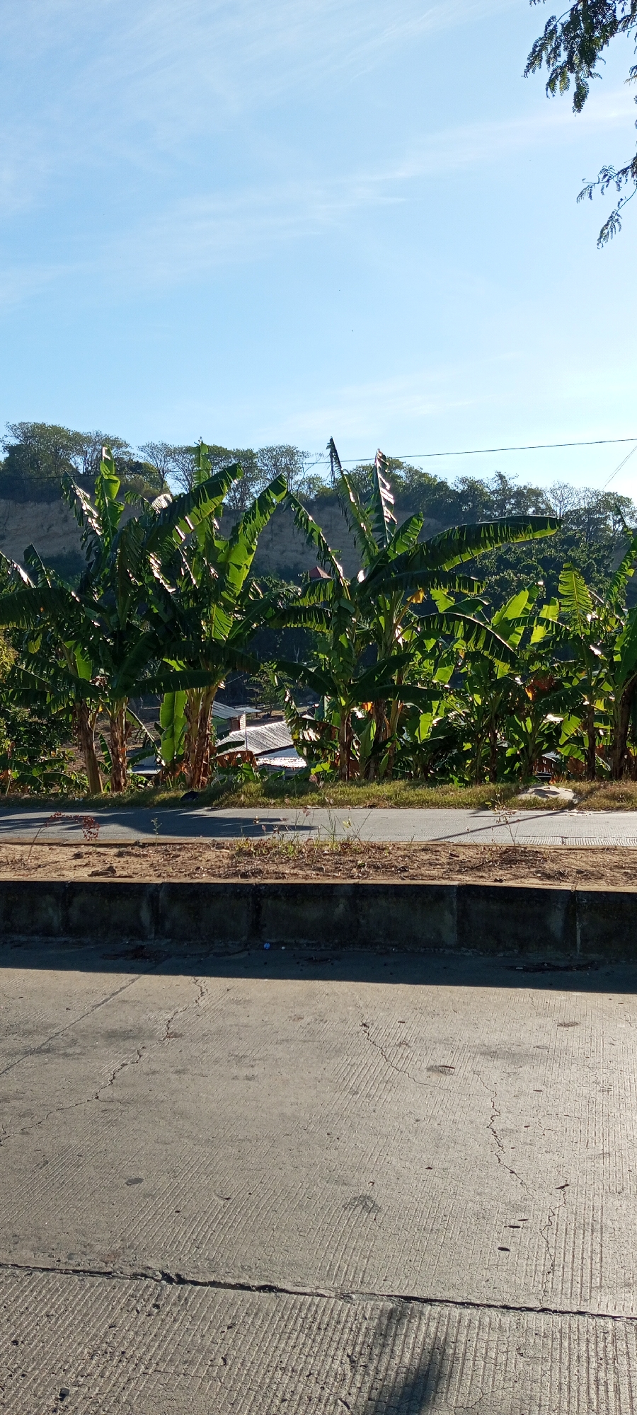 The image depicts a view of a roadside area in Bulupabbulu, Indonesia, under a clear blue sky with wispy clouds. In the foreground, a concrete road with a textured surface and visible cracks runs horizontally across the frame, with a dark gray concrete curb bordering it. Beyond the curb is a strip of dry earth with sparse vegetation. Dominating the midground and background are lush green banana trees, their large leaves illuminated by sunlight, forming a dense foliage. Behind the banana trees, hints of buildings with gray roofs are visible, nestled on a gentle slope. The background is a hillside covered with trees and vegetation. A dark tree branch with green leaves extends from the upper right corner of the frame. The scene is bathed in bright sunlight, casting shadows on the road.