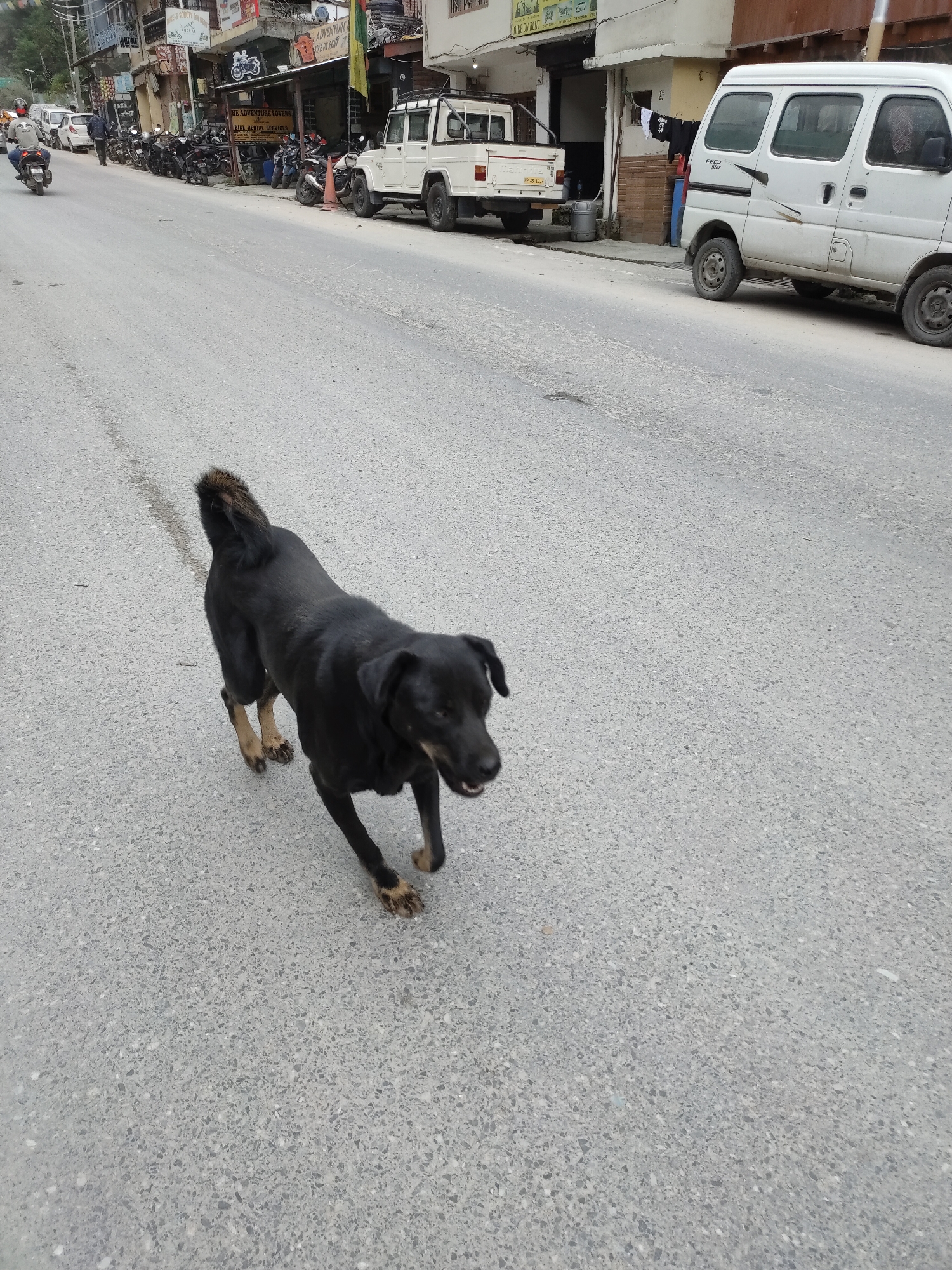 A black dog with tan markings on its legs and tail walks on an asphalt road in a city. The dog is in motion, facing to the right of the frame, with its mouth slightly open. In the background, there are buildings lining the street, with shops and parked vehicles, including a white van and a white pickup truck. Several motorcycles are also visible, parked along the side of the road. The environment appears to be a busy street in an urban setting.