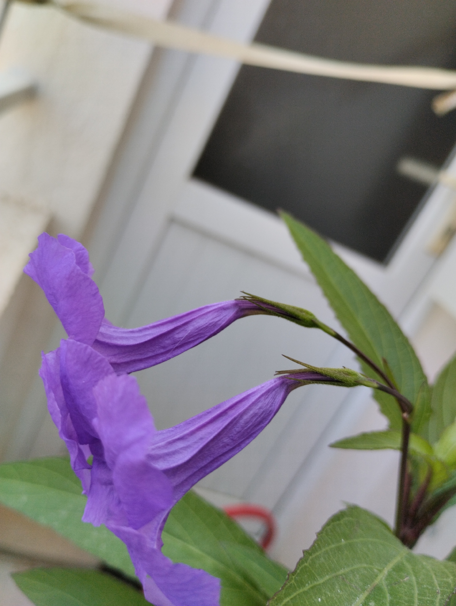 Two purple flowers, likely Ruellia simplex, are in sharp focus against a blurred background. The flowers are elongated with delicate, ruffled petals and are oriented diagonally from the bottom left to the upper right. They appear to be part of a plant with green leaves and stems, also slightly blurred. The background consists of a light-colored wall or window frame and a darker rectangular shape, possibly a windowpane or shade. The scene is outdoors, with a thin horizontal element, perhaps a clothesline or wire, visible across the top of the frame. The lighting suggests it is daytime. The location within Mezitli, Turkey is not discernible from the image itself.