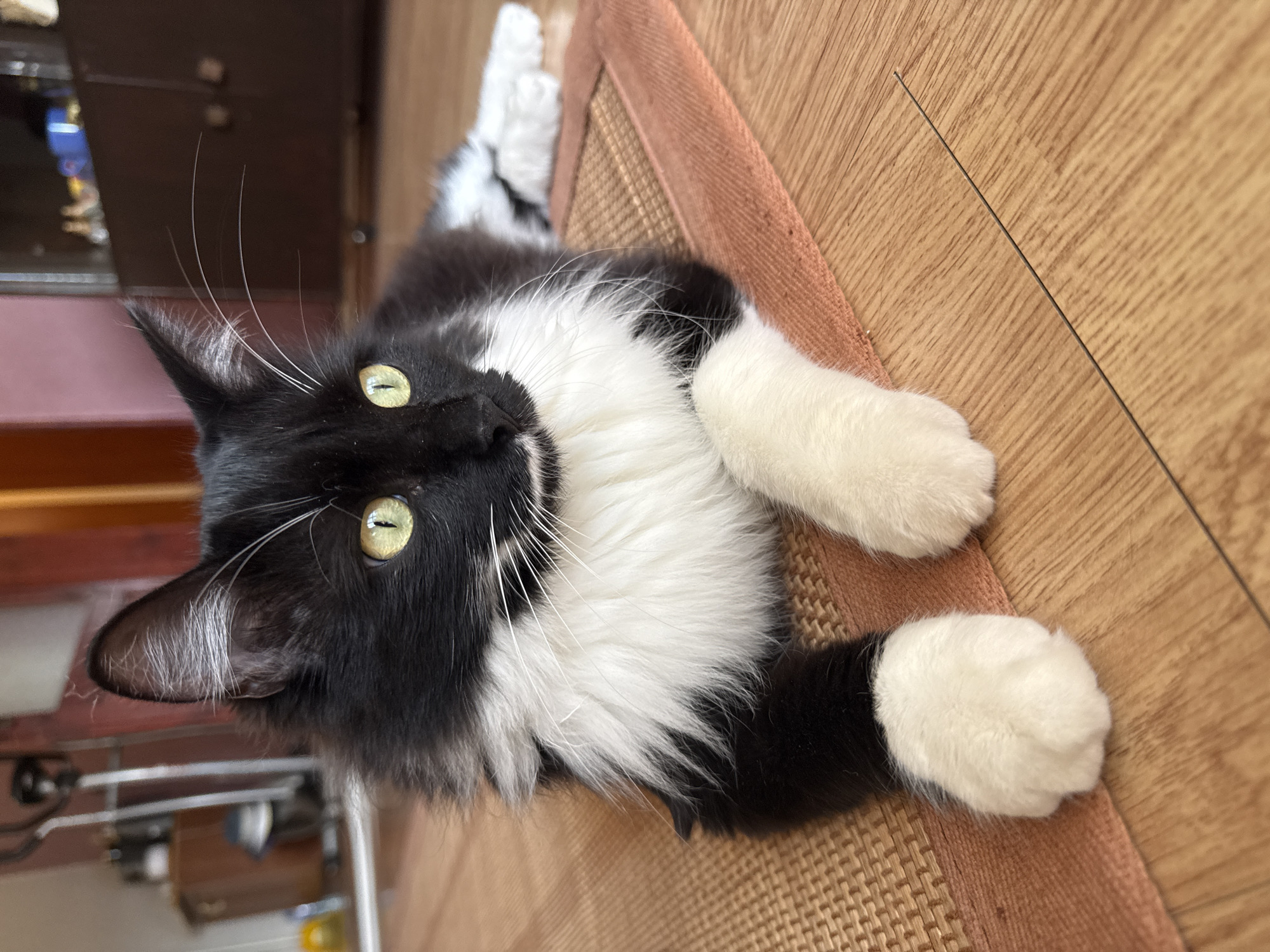 A black and white cat with green eyes is lying on a woven rug indoors. The cat is in a relaxed pose, with its front paws crossed. The background shows a wooden floor and furniture, suggesting a domestic environment. The image does not contain information about the city of Blagoevgrad, Bulgaria.