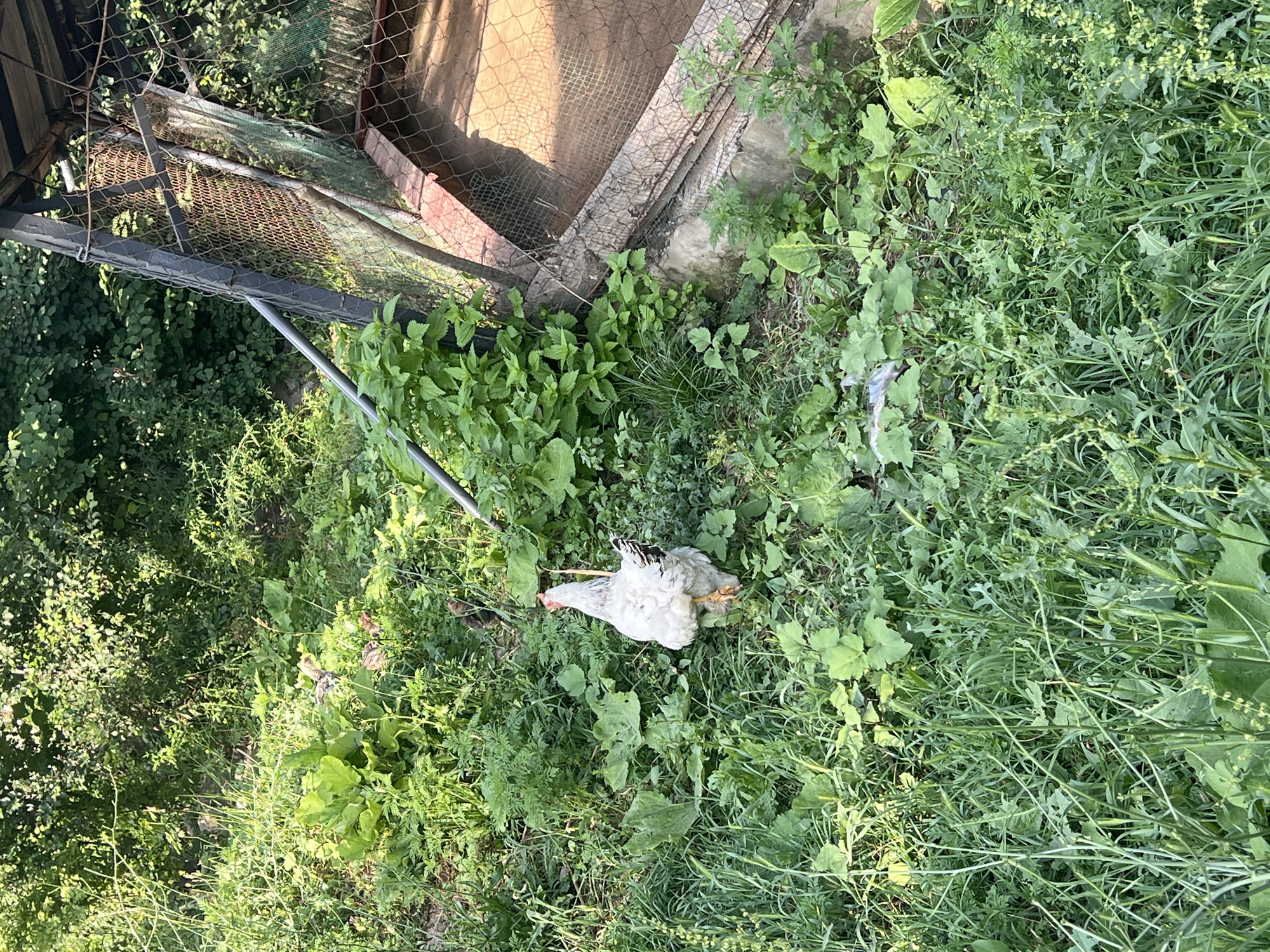 A white chicken with black markings on its back lies on its side in lush green grass, appearing to be resting or possibly deceased. The chicken is the central focus of the image. The scene is an outdoor, natural setting, likely a farm or backyard, with abundant vegetation, including tall grasses and leafy plants. To the left and top of the image, a metal fence and a wooden structure with wire mesh are visible, suggesting an enclosure or coop. The lighting indicates it is daytime, with sunlight casting shadows and illuminating the foliage. The overall impression is one of rural simplicity and nature. There is no visible text in the image.