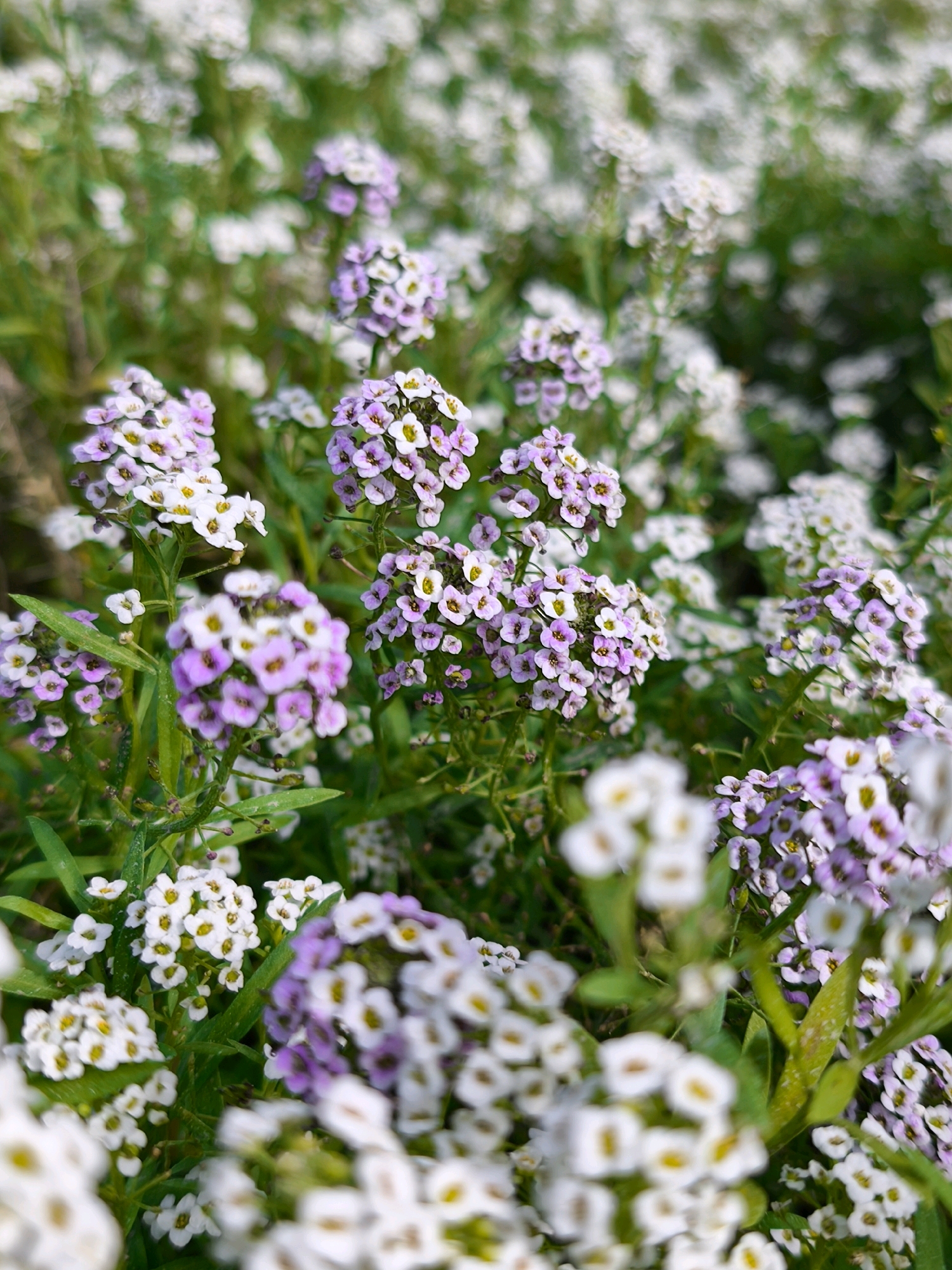 The image shows a dense field of small, clustered flowers, predominantly white with some interspersed with pale purple hues. The flowers have delicate petals and yellow centers. They are growing on green stems with narrow leaves. The background is a soft blur of more flowers and green foliage, suggesting a natural setting. The image appears to be a close-up shot, focusing on the intricate details of the blossoms. The lighting is natural and diffused, creating a soft, airy feel. The flowers are in full bloom. There are no people or animals visible in the image. The scene is serene and natural, showcasing the beauty of a flower bed. The specific location in the city of Mahilyow, Belarus, cannot be determined from the image alone.