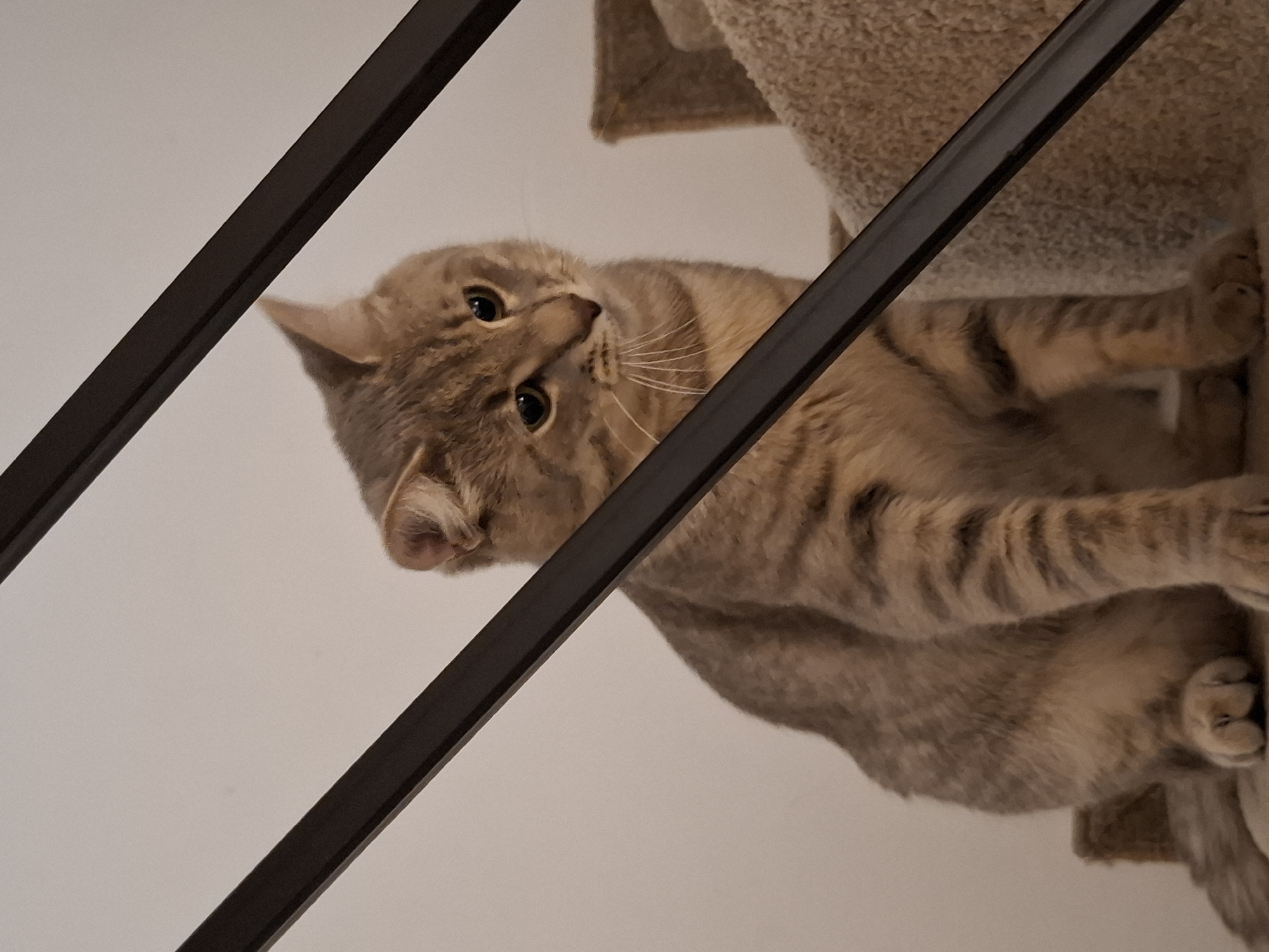 A tabby cat is sitting on a carpeted step of a staircase, partially obscured by dark railings. The cat is looking down and to the right, with its ears perked. The background is a plain, off-white wall. There is no indication of the location being in Zemun Urban Municipality, Serbia, as the image contains no geographical markers.
