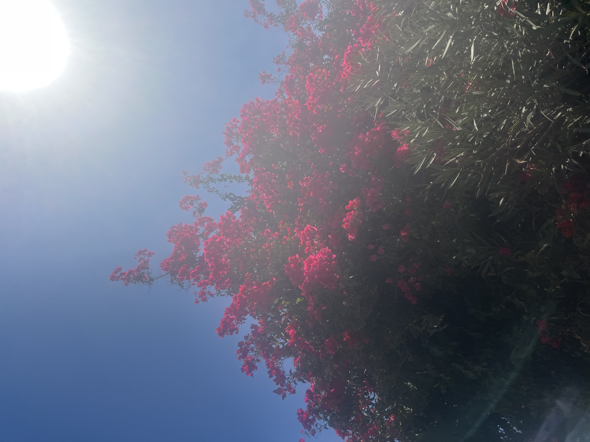 A bright, sunny day in Hadera, Israel, with the sun high in a clear blue sky, casting a bright glare in the upper right quadrant of the image. Lush green foliage forms the lower portion of the frame, while vibrant pink bougainvillea flowers cascade from the upper branches of a tree, dominating the center of the image. The bougainvillea is in full bloom, with clusters of bright pink bracts creating a striking visual contrast against the deep blue sky and dark green leaves. The overall scene evokes a sense of natural beauty and the warmth of a Mediterranean climate.