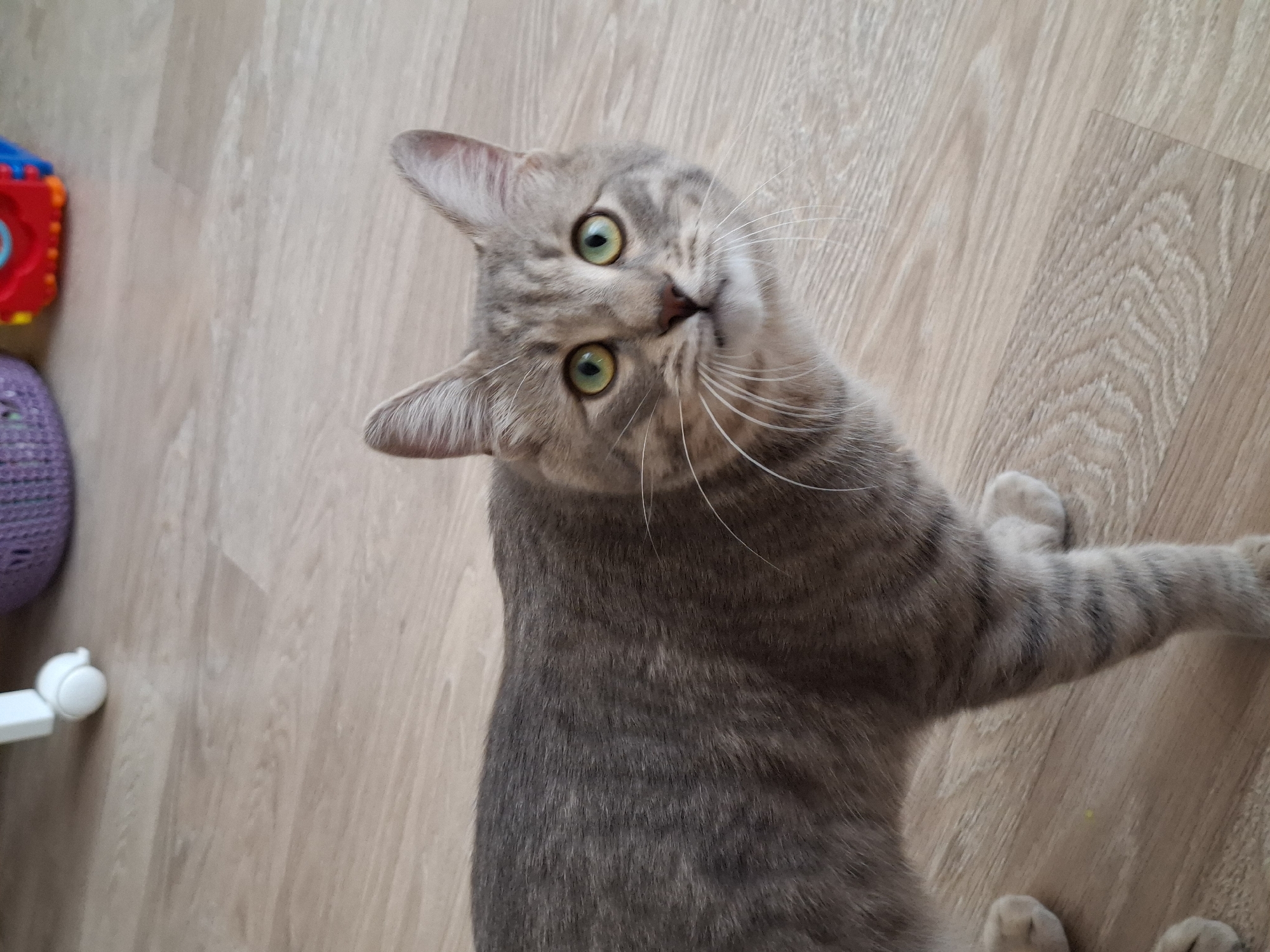 A domestic short-hair cat with grey tabby markings and green eyes stands on a light wood-planked floor. The cat is positioned in the mid-left of the frame, facing slightly right, with its head turned to look directly forward. White whiskers extend from its muzzle. In the blurred background, a white furniture caster, a purple woven basket, and a colorful child's toy (red, blue, and yellow) are partially visible. The scene is illuminated evenly, indicating an indoor environment within Zemun Urban Municipality, Serbia.