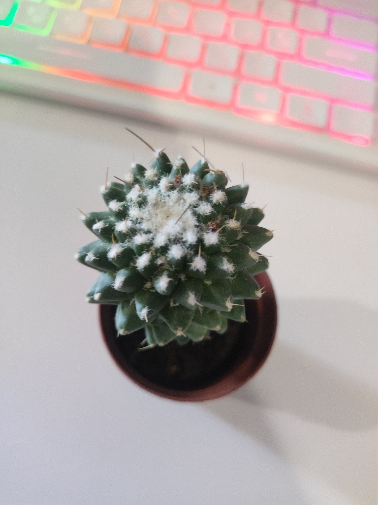 A close-up, top-down shot shows a small, potted cactus with green, segmented skin and white fluffy tufts on its surface. The cactus is in a dark brown pot. In the background, out of focus, is a portion of a white keyboard with colorful RGB lighting effects illuminating its keys in green, yellow, orange, and pink hues. The scene is set on a white surface. There are no people or animals visible in the image. The image was taken indoors.