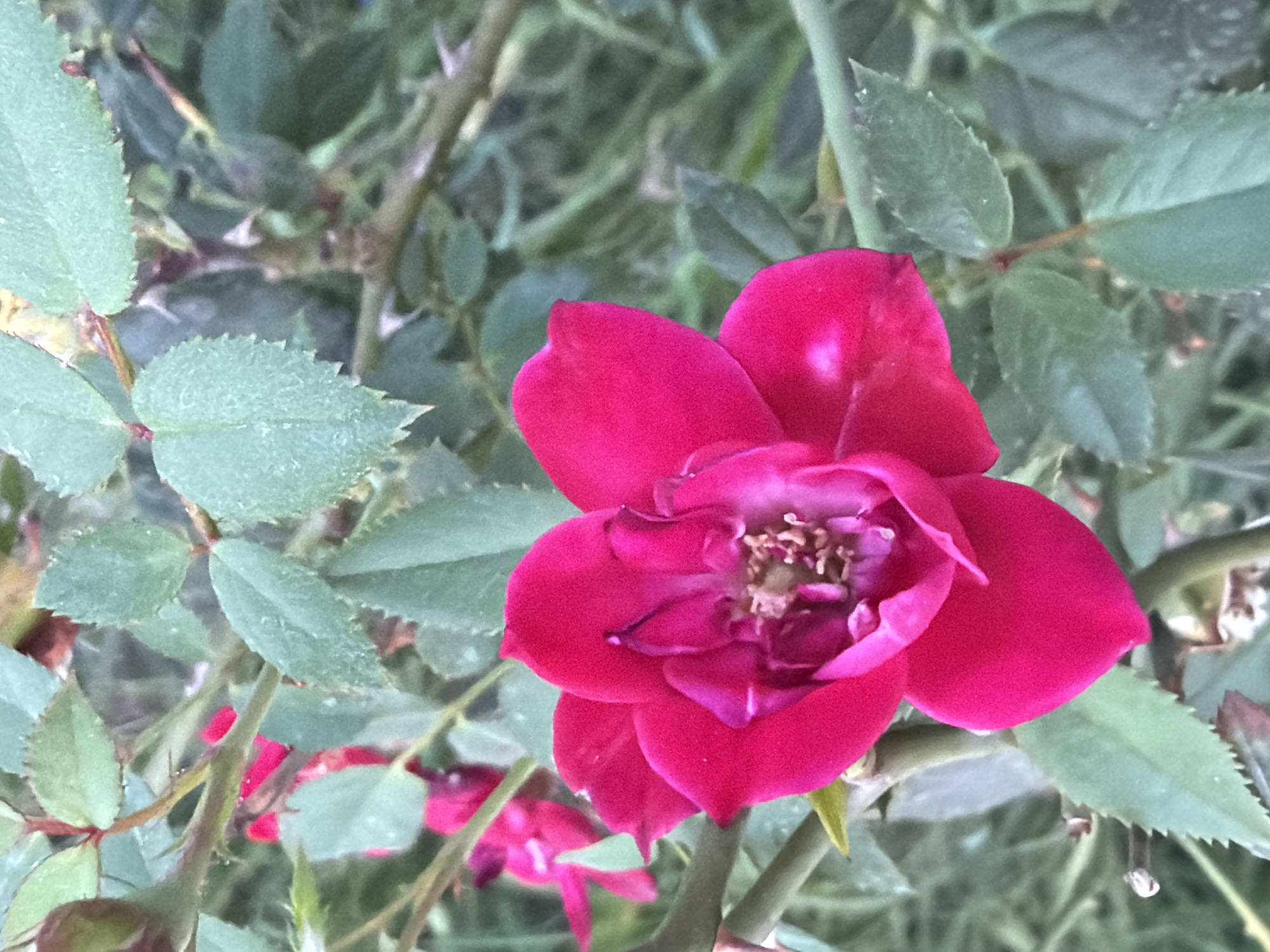 The image displays a close-up view of a vibrant pink rose in full bloom, with its petals unfurling to reveal the stamen and pistil. The rose is surrounded by green foliage, which appears slightly out of focus, suggesting a shallow depth of field. The lighting is soft, highlighting the delicate texture of the rose petals. There are no people or specific urban features visible in the image. The context of Sabirabad, Azerbaijan, is not discernible from the visual information alone. The scene appears to be a natural setting, likely a garden or a wild patch of rose bushes.