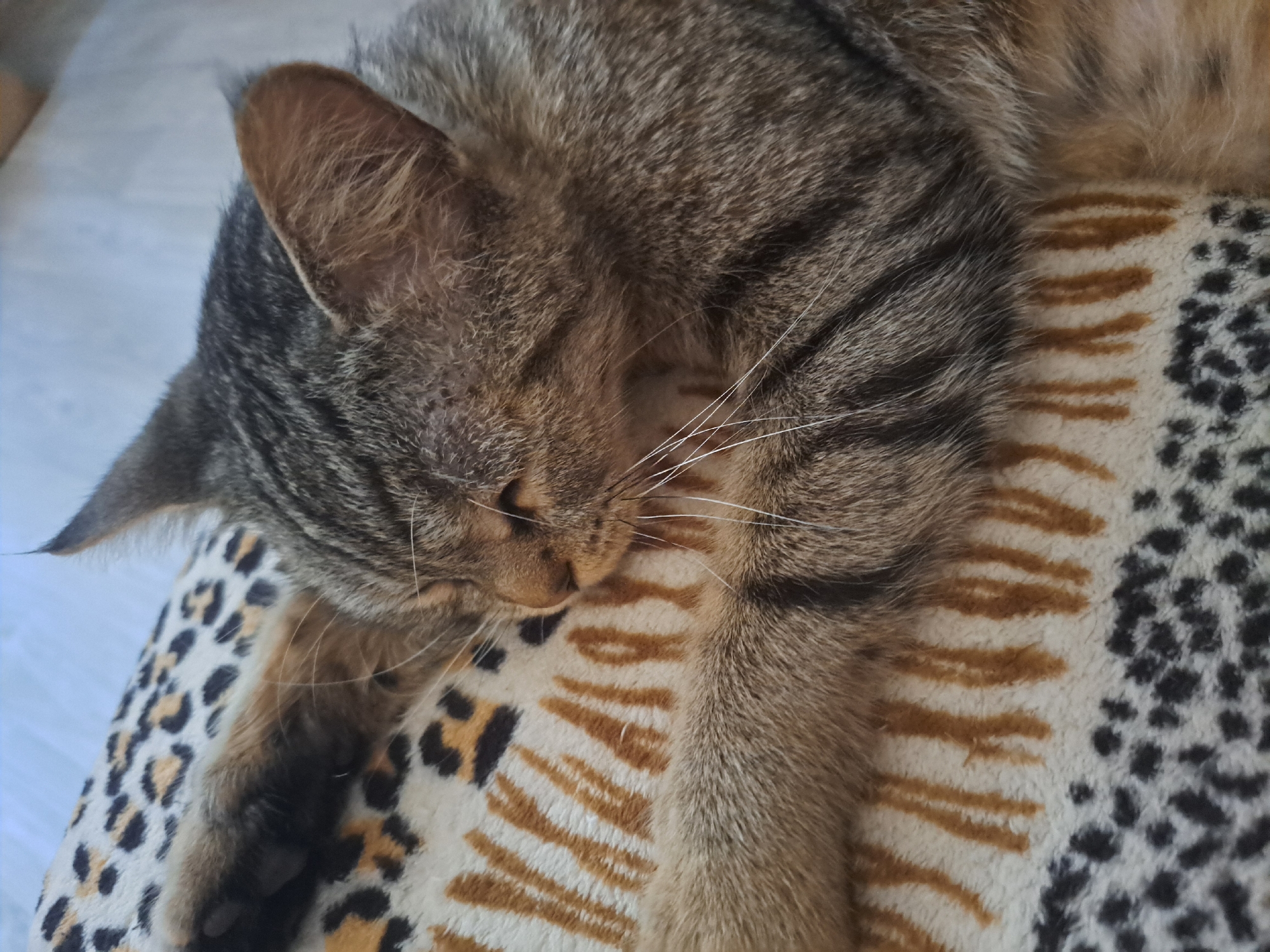 A tabby cat is sleeping on a blanket with a leopard print pattern. The cat is lying on its side with its eyes closed and its paws outstretched. The blanket is predominantly white with black and brown spots, and also features brown stripe patterns. The scene appears to be indoors, likely in a residential setting within the city of Vypasne, Ukraine.