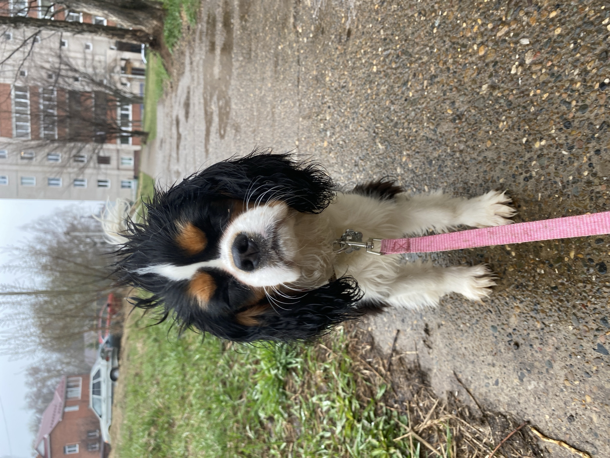 A wet Cavalier King Charles Spaniel stands on a concrete walkway next to a patch of green grass. The dog has a pink leash attached to its collar. In the background is a blurry view of an urban landscape with buildings and trees under overcast skies.