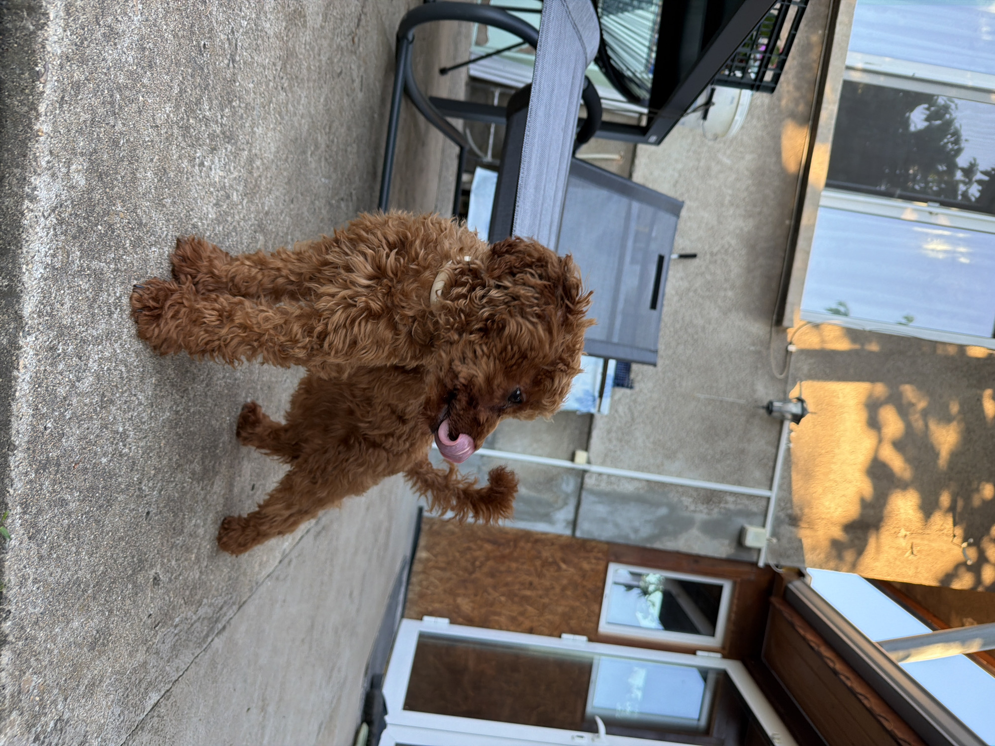 In a residential outdoor setting, a small, reddish-brown poodle, wearing a white collar, stands on a concrete patio. The dog is facing left, with its tongue extended and licking its nose. Behind the dog, a grey lawn chair is visible, and to the left, a black metal table with a woven seat is partially in frame. The background features a building with textured walls, windows, and a wooden-paneled structure with glass doors. Sunlight casts shadows across the scene, illuminating parts of the building and foliage. The location is identified as being in the city of Sofia, Bulgaria.