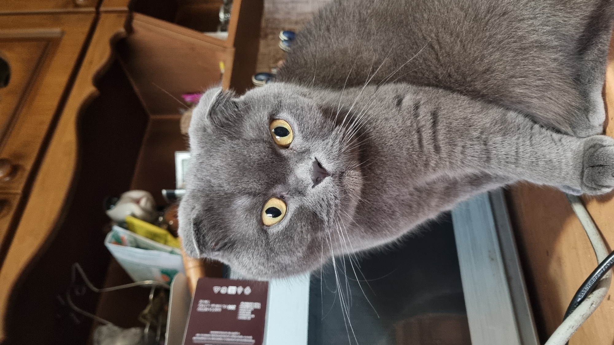 A medium shot photograph depicts a grey Scottish Fold cat with distinctive folded ears and bright yellow eyes. The cat is positioned centrally, looking directly at the camera. Its fur appears soft and dense. The cat is sitting on a wooden surface, with a portion of what appears to be a microwave oven visible to its left. Behind the cat, a wooden cabinet or shelf is visible, with various indistinct items on it, including some papers and what might be decorative objects. The overall lighting suggests an indoor setting. There is no information in the image to suggest it is located in the city of Vysokoe, Russia.