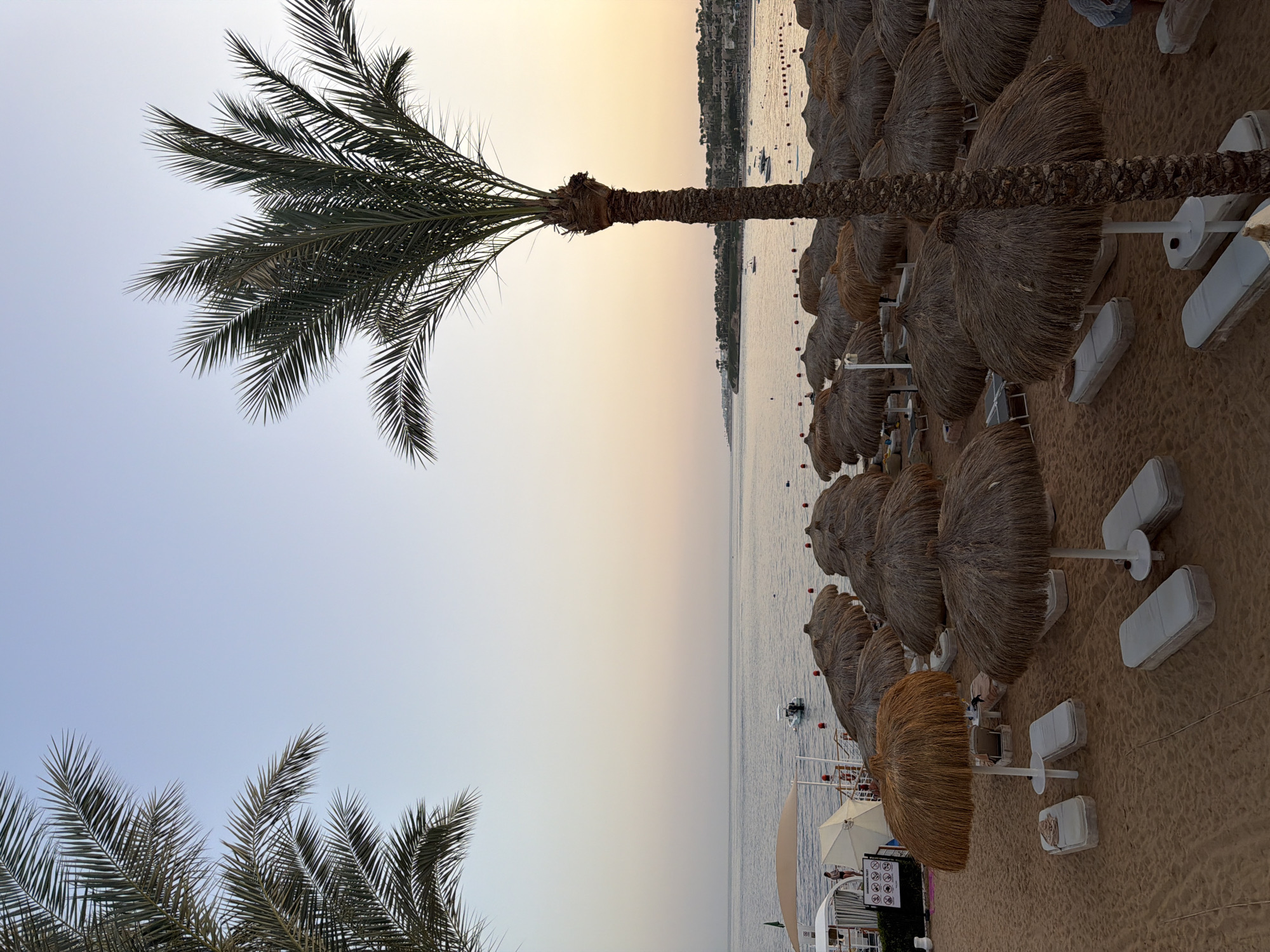The image depicts a serene beach scene at sunset in Sharm El Sheikh, Egypt. The foreground is dominated by a sandy beach with rows of empty lounge chairs and thatched umbrellas, suggesting a resort setting. A prominent palm tree stands tall in the right half of the frame, its fronds reaching towards the sky. In the midground, the calm, blue sea stretches to the horizon, dotted with a few small boats and buoys. The shoreline is lined with more umbrellas and buildings, hinting at the city's coastal infrastructure. The sky transitions from a pale blue at the top to soft hues of orange and pink near the horizon, characteristic of a sunset. There are no people clearly visible and engaged in any activity. The overall atmosphere is peaceful and tranquil.