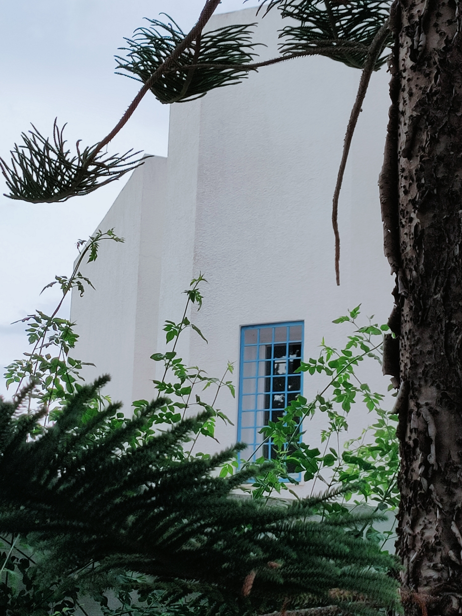 In Mrezga, Tunisia, a stark white building with a textured facade stands partially obscured by lush greenery. A prominent blue-framed window offers a glimpse into the building's interior. The foreground is dominated by the textured bark of a large tree on the right and the feathery branches of a conifer on the left. Delicate vines with vibrant green leaves climb upwards, weaving through the branches and reaching towards the building. The sky above is overcast.