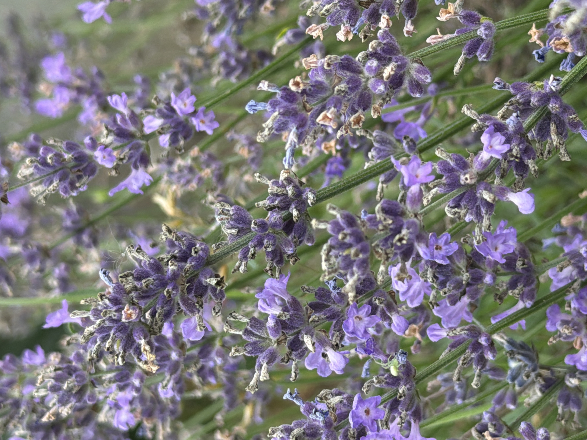 The image is a close-up, shallow depth of field photograph of lavender flowers. The lavender is a deep purple with some individual florets clearly visible. The stems are green. The background is blurred, suggesting other lavender plants or foliage. The lighting is natural and diffused. There are no people or man-made objects visible. The scene appears to be outdoors in a natural setting, possibly a garden or field. The overall impression is one of natural beauty and tranquility. This image depicts lavender flowers in a field in the Dabriniowka village council, Belarus.