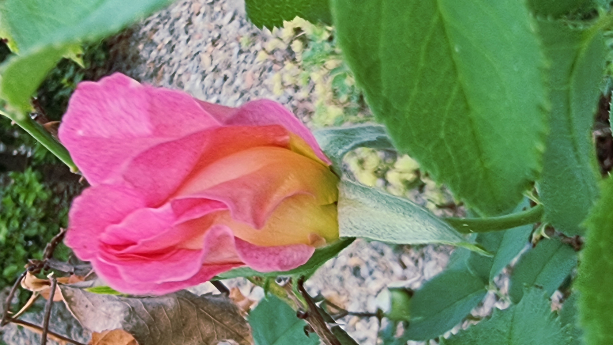 A single, partially opened rose bud, predominantly pink with yellow at its core, is the central subject of the image. The rose is surrounded by green foliage, with some dried brown leaves and branches visible in the upper left quadrant. The background appears to be a mixture of gravel and green vegetation. The scene is likely outdoors, suggesting a garden or natural setting, potentially within or near Sant Joan les Fonts, Spain, given the context of the request. There are no people or animals present in the frame. The lighting suggests it is daytime, with the sunlight highlighting the textures of the rose petals and leaves. The perspective is close-up, focusing on the detail of the rose.