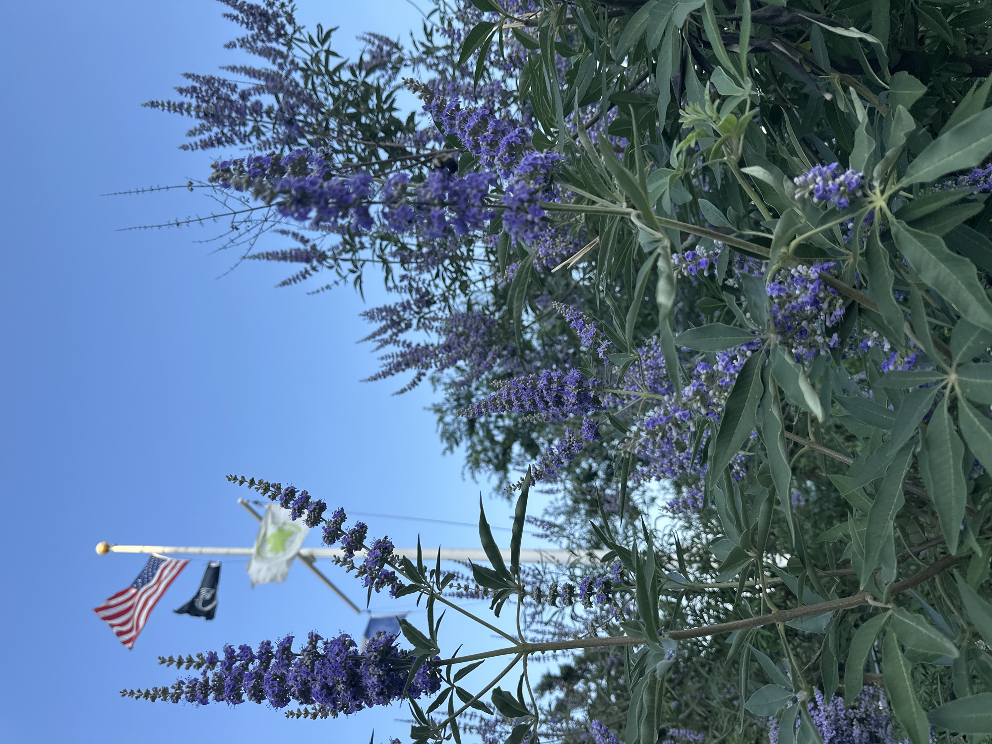 The image shows a cluster of blooming purple flowers in the foreground, with lush green leaves. In the background, a flagpole stands against a clear blue sky, bearing an American flag, a black flag with a skull and crossbones, and a third flag with a green emblem. The overall scene suggests an outdoor setting, possibly a park or garden, with a clear sky indicating daytime. There is no indication of a specific location within New York City.