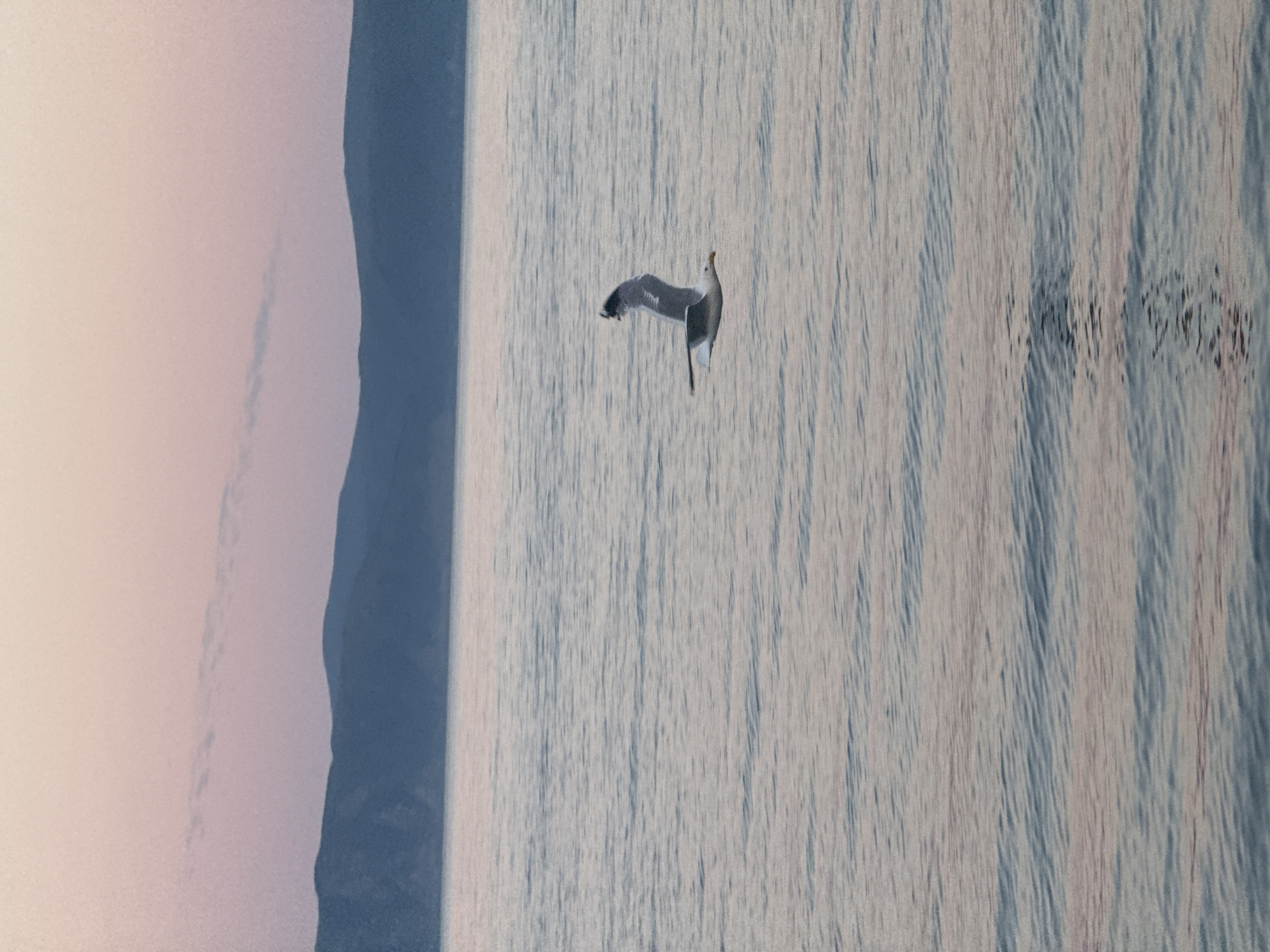A seagull is captured in mid-flight over the rippling waters of Lake Baikal, near Listvyanka, Russia. The scene is set at dusk, with the sky displaying soft hues of pink and purple. In the background, the silhouette of distant hills forms a gentle, undulating horizon against the pale sky. The water reflects the muted colors of the sky and the dark tones of the hills, creating a serene and tranquil atmosphere. The seagull, with its wings outstretched, appears to be gliding effortlessly, a solitary figure against the vast expanse of water and sky.