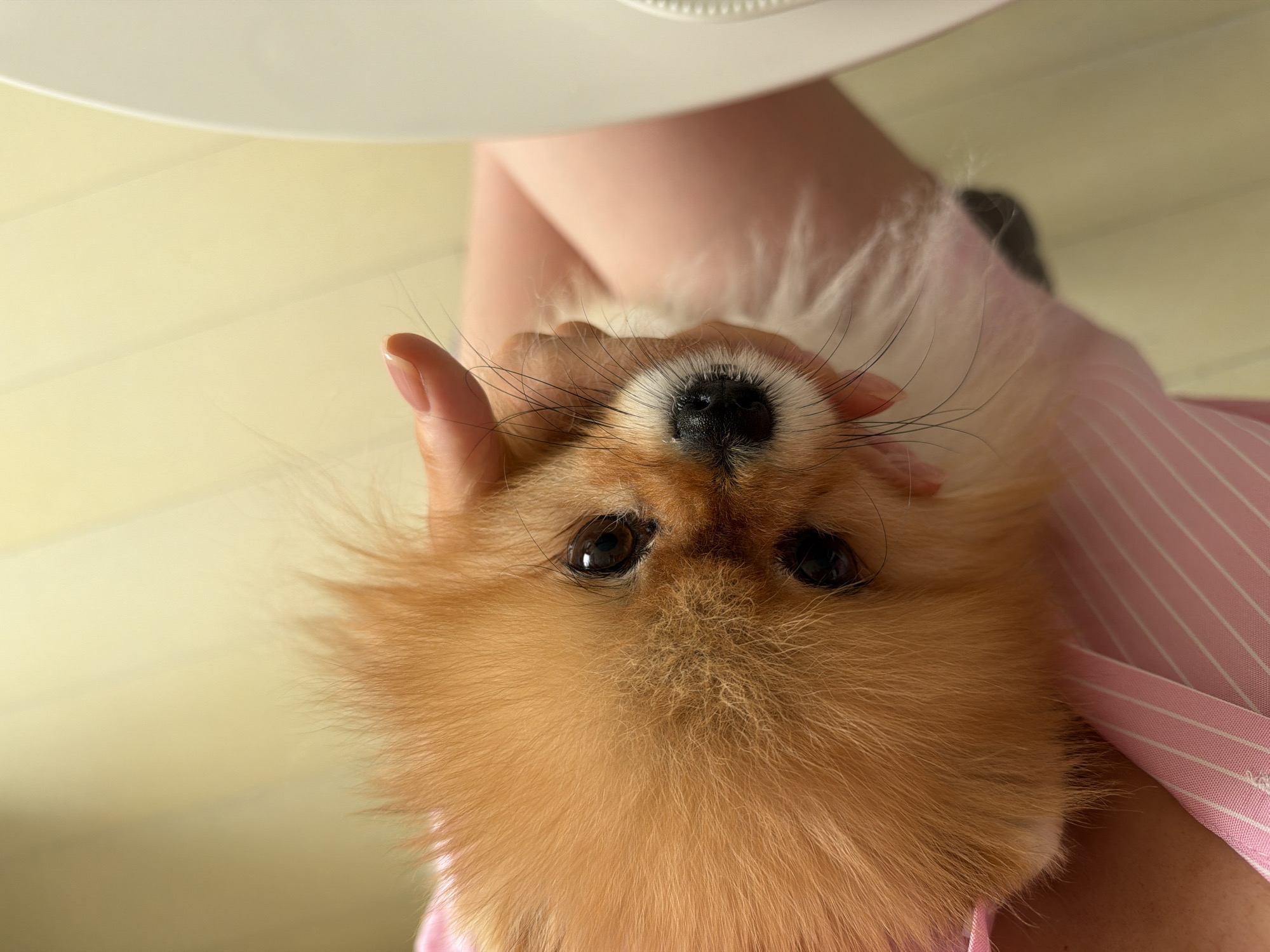 A Pomeranian dog is being held upside down by a person. The dog is light brown and has a black nose. The person holding the dog is wearing a pink and white striped shirt. The location is not discernable, and there is no evidence to suggest the city of Khimki, Russia, is relevant.