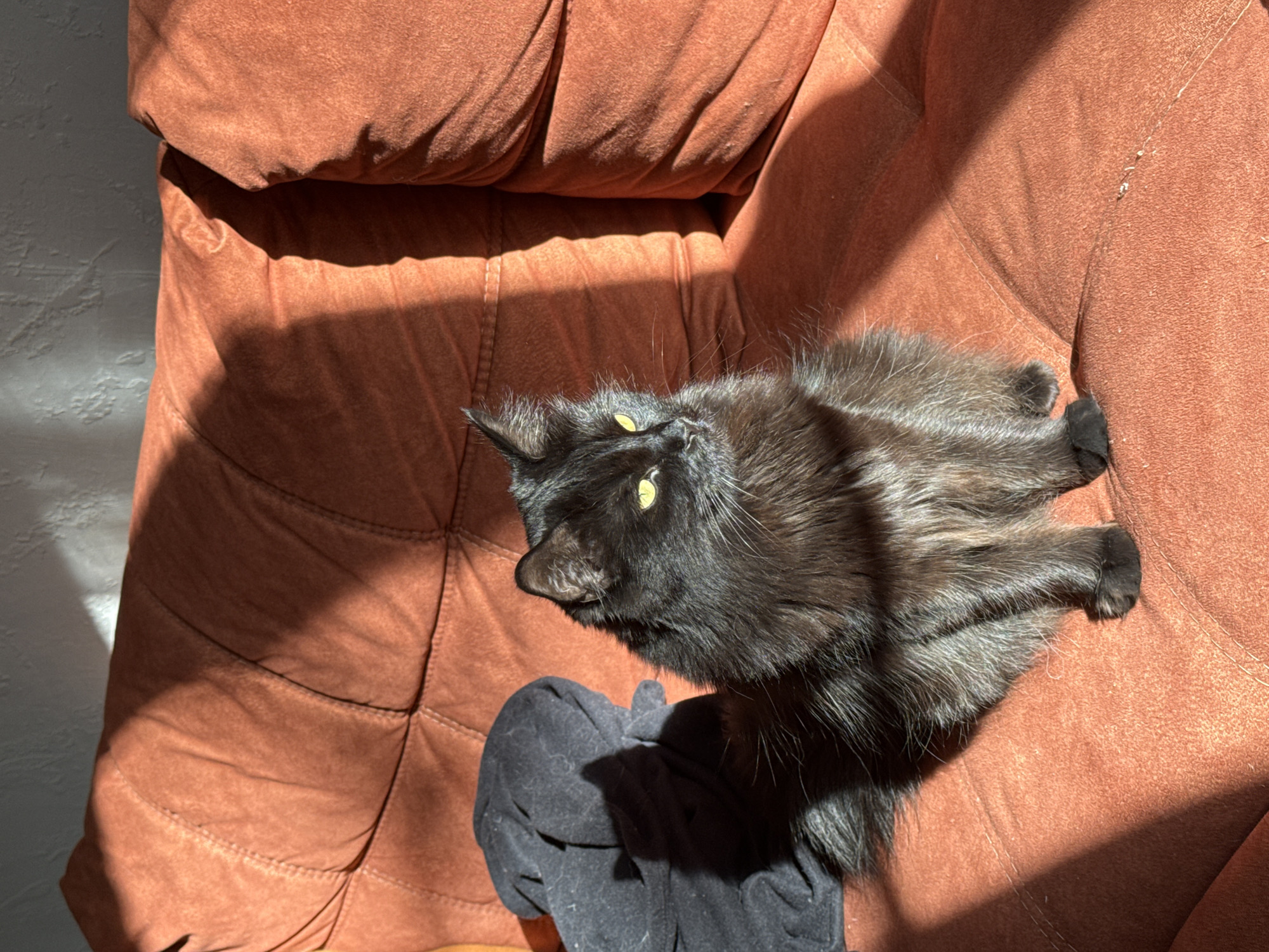 The image presents a fluffy black cat lounging on a rust-orange upholstered armchair indoors in Rostov-on-Don, Russia. The cat, likely a long-haired breed, is positioned diagonally across the seat, with its body stretched out and its head tilted upwards and to the left. Its vibrant, luminous yellow-green eyes are a striking feature, particularly in contrast to its dark fur.
Strong natural sunlight streams into the room, casting prominent geometric shadows across the scene. These shadows indicate a sunny day and suggest the time is either late morning or early afternoon, as the sun's rays are direct and angled. Part of the cat's fur, especially on its back and head, is brightly illuminated, highlighting its texture and making it appear lighter, almost a dark brown or charcoal gray, while other parts are in shadow. The armchair itself is made of a soft, possibly suede or velvet-like fabric, with visible stitching that creates quilted sections.
To the left of the cat's head, a crumpled piece of dark gray or black fabric is visible, possibly clothing. A light gray, textured wall forms the background on the left side of the frame. The cat appears calm and relaxed, basking in the sunlight. No text is visible in the image.