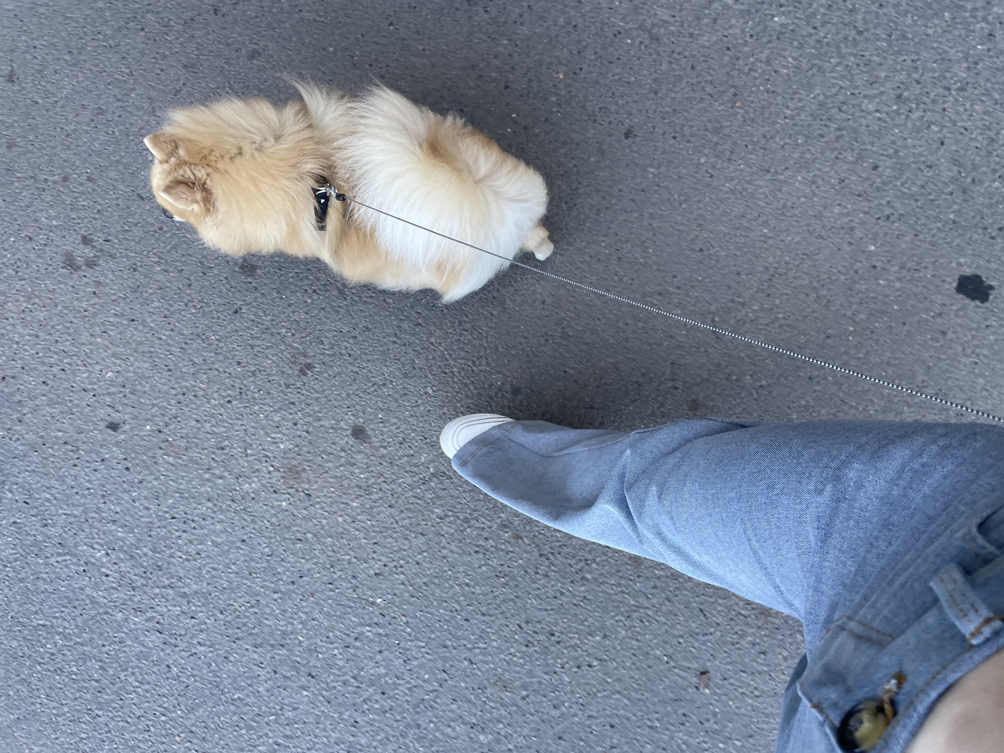 An overhead, high-angle shot shows a person's lower left leg, clad in wide-leg light blue jeans and a white sneaker, positioned on a gray asphalt surface. To the right and slightly ahead of the leg, a small, fluffy tan Pomeranian dog is visible from above, walking on a thin metal leash attached to a black collar. The dog is facing away from the camera. The asphalt surface appears textured and slightly worn. The image context suggests an outdoor urban setting, likely a sidewalk or street.