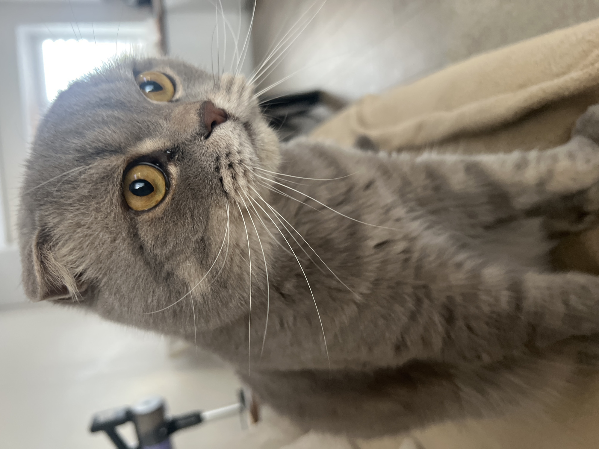 A close-up, eye-level shot captures a grey Scottish Fold cat in a domestic indoor setting. The cat, positioned in the foreground, is looking to the right with a curious expression. Its prominent yellow eyes are slightly narrowed, and its folded ears are visible. Long white whiskers fan out from its snout. The background is softly blurred, showing hints of furniture and a window, suggesting a living room environment. There is no indication that this image was taken in Votkinsk, Russia.
