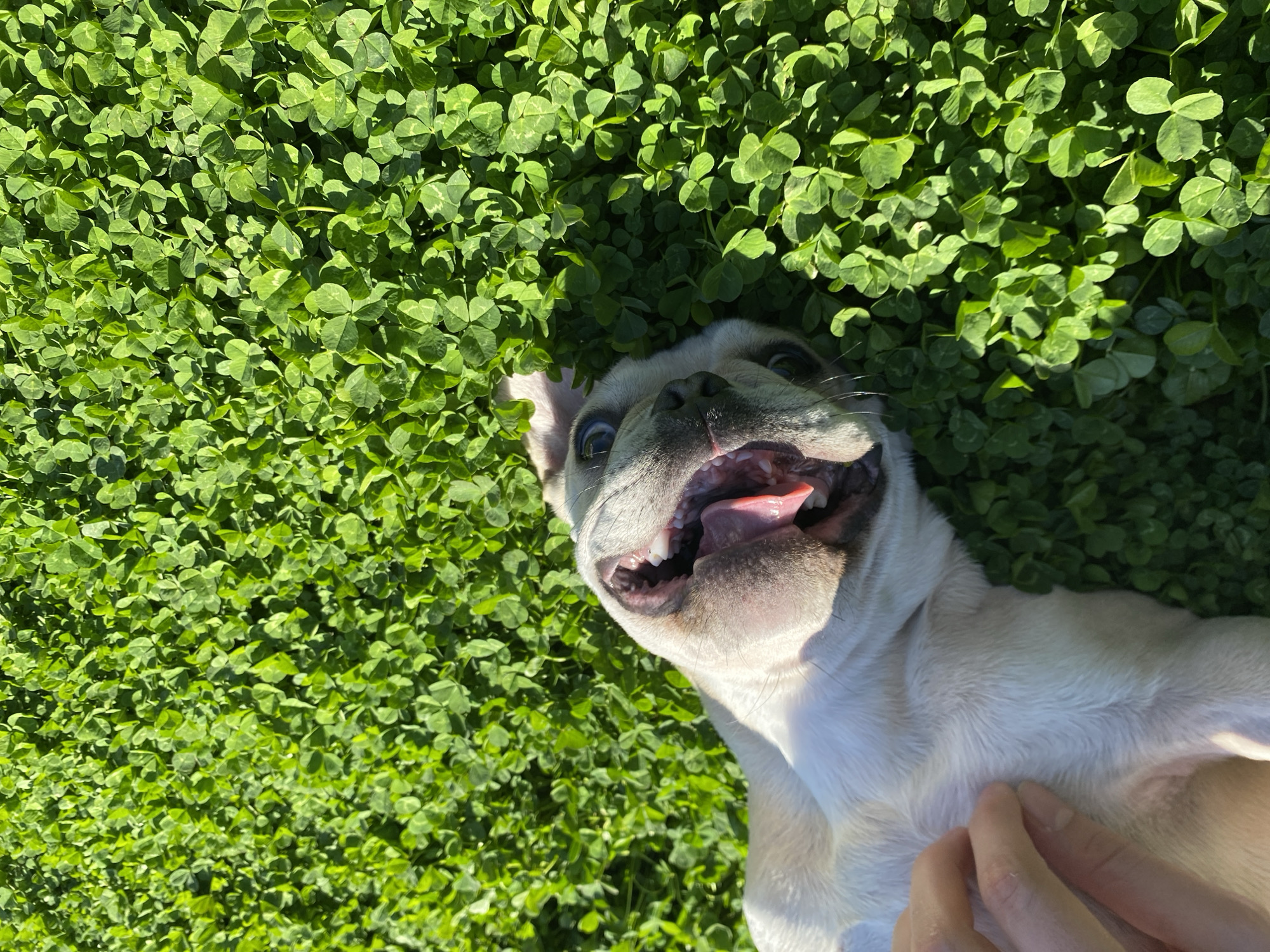 A low-angle, slightly rotated, extreme close-up shot features a light-colored French Bulldog lying on its back, seemingly on a patch of clover. The dog's mouth is open, tongue visible, revealing teeth. A human hand touches the dog's fur. The background is densely covered with green clover. The location is unknown and cannot be determined from the image, therefore location in Varna, Bulgaria cannot be confirmed.