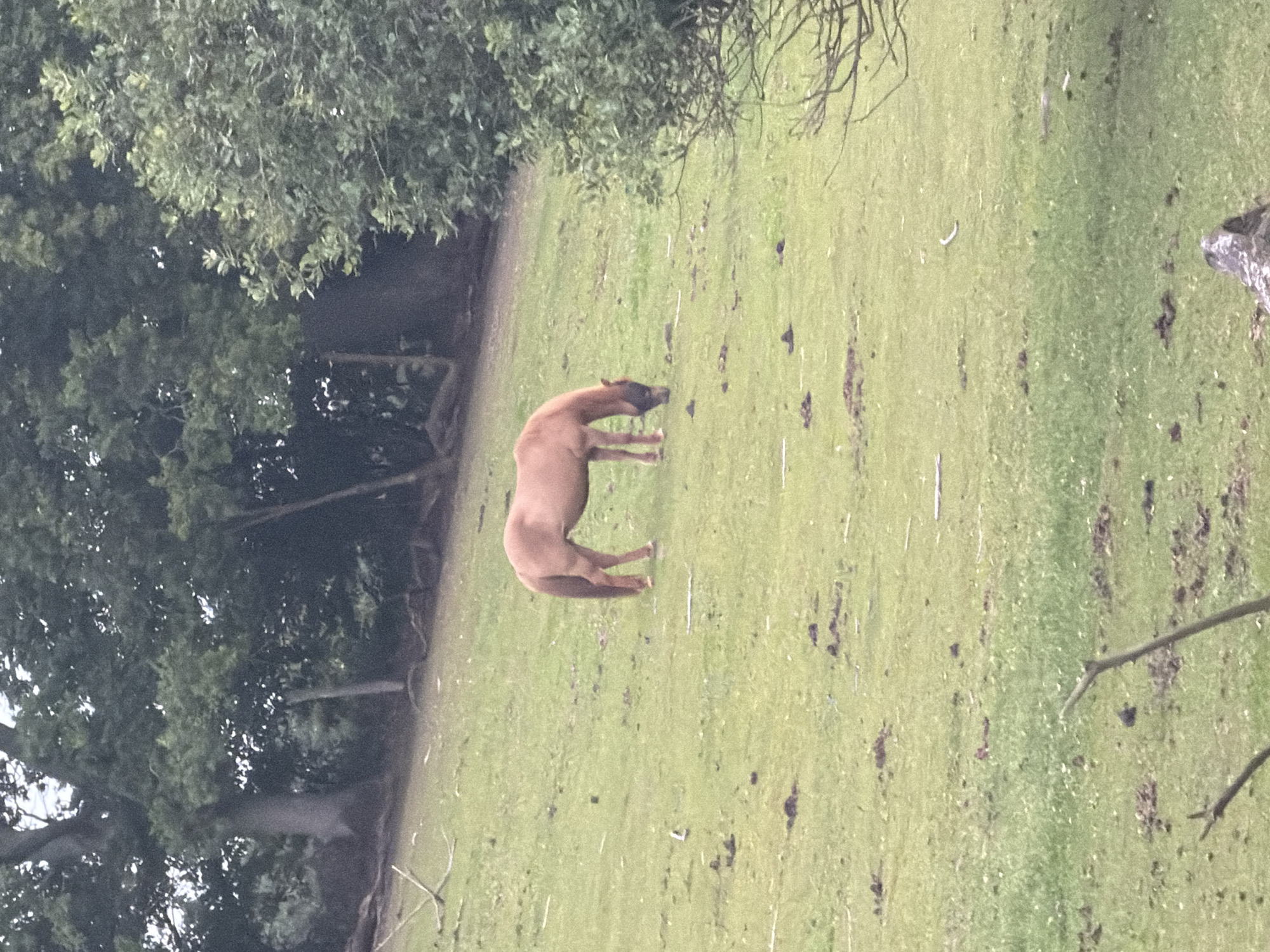 A brown horse grazes in a grassy field under a canopy of trees. The horse is positioned in the center of the frame, facing left with its head lowered towards the ground. The background consists of lush green trees, some with visible trunks and branches, creating a natural, outdoor setting. The field appears uneven, with patches of darker soil or vegetation interspersed with the green grass. There are no people or other animals visible in the image. The overall impression is one of a serene, rural landscape. The image was taken in Esbønderup, Denmark.
