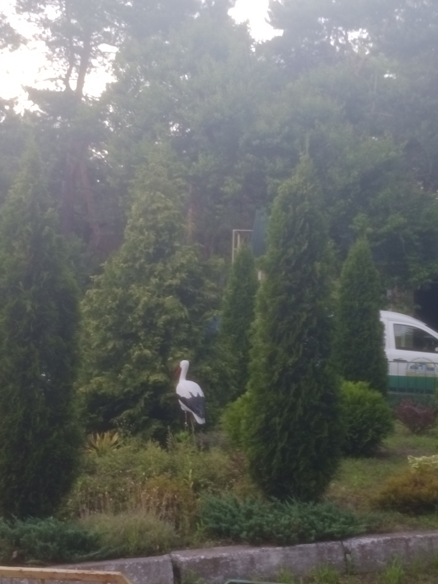 A white stork figurine stands in a garden with various evergreen trees and shrubs in Horishni Plavni, Ukraine. The figurine is positioned on a slightly elevated area of the garden, partially obscured by greenery. To the right of the figurine, a white vehicle with green accents is visible, suggesting the garden may be located near a road or parking area. The overall scene depicts a well-maintained outdoor space with a decorative element.