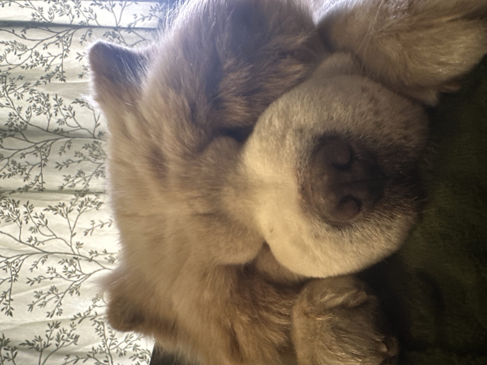 A close-up shot depicts a sleeping, light-brown Chow Chow dog. The dog's face is turned towards the viewer, with its paws tucked under its head. The background features a white curtain with a gray branch pattern. The image provides no indication of the location in Sadievo, Bulgaria.