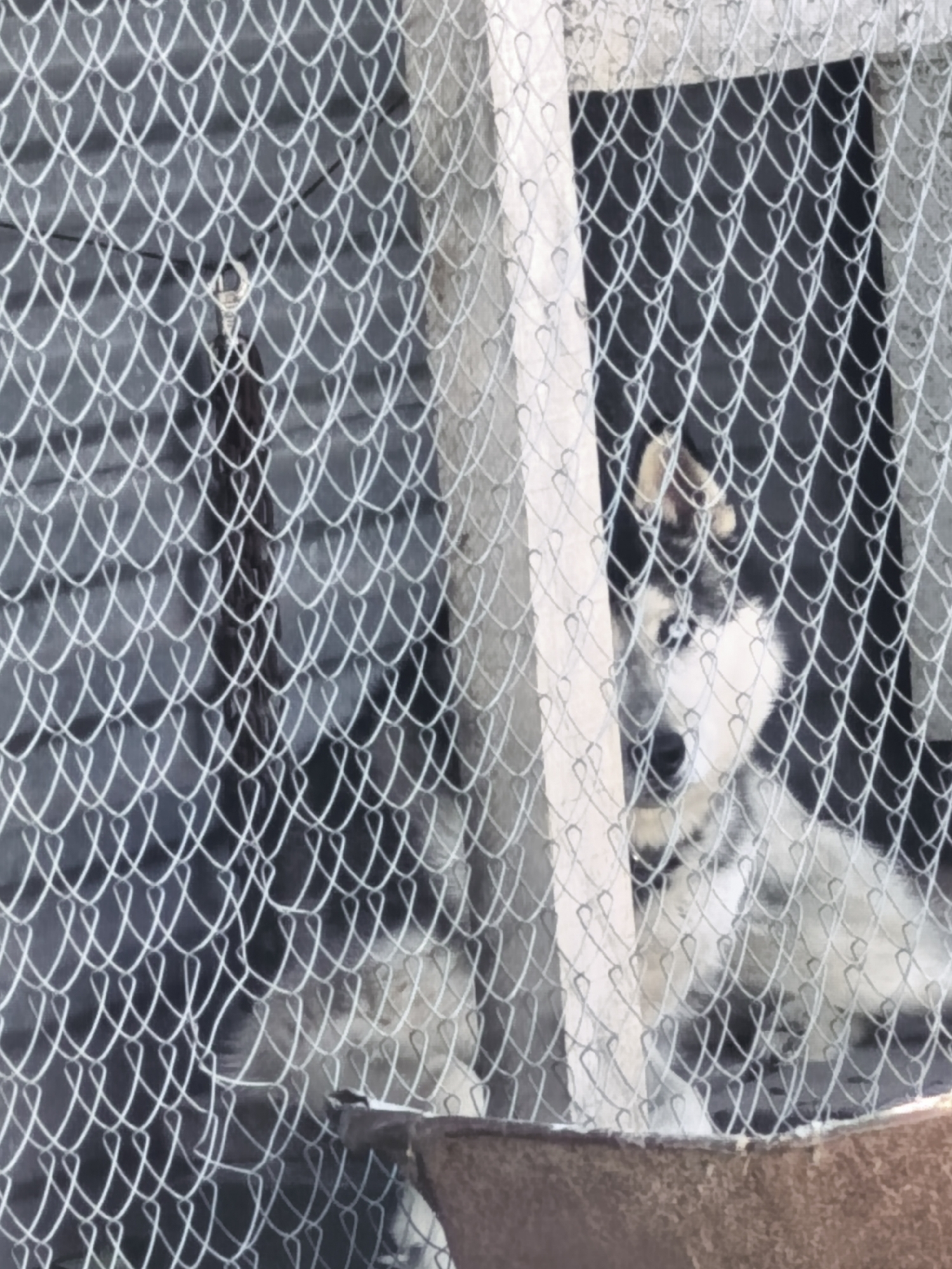 A dog is seen behind a chain-link fence. The dog appears to be a husky mix with grey and white fur and blue eyes. The dog is looking towards the camera. The background is a dark, blurry wall. The fence is made of metal and has a diamond pattern. There is a wooden post next to the fence. The overall scene appears to be an outdoor enclosure.