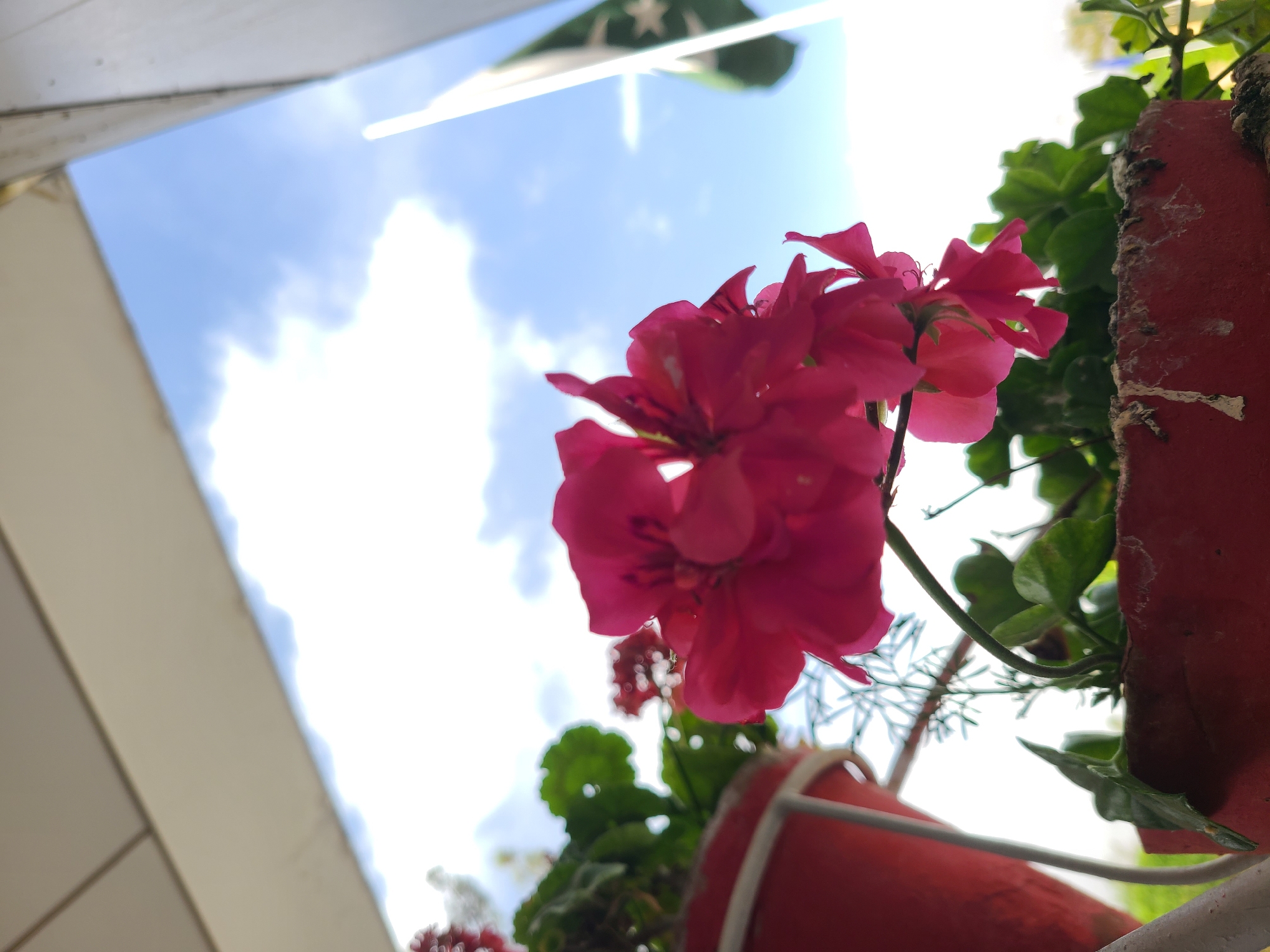 The image shows a low-angle shot of red geraniums in a red pot, with a Pakistani flag visible in the background against a cloudy blue sky. The plants are positioned on what appears to be a balcony or ledge. The location is likely Quetta City Tehsil, Pakistan, based on the presence of the Pakistani flag. There are no people visible in the image. The main subjects are the flowers, the flag, and the sky.