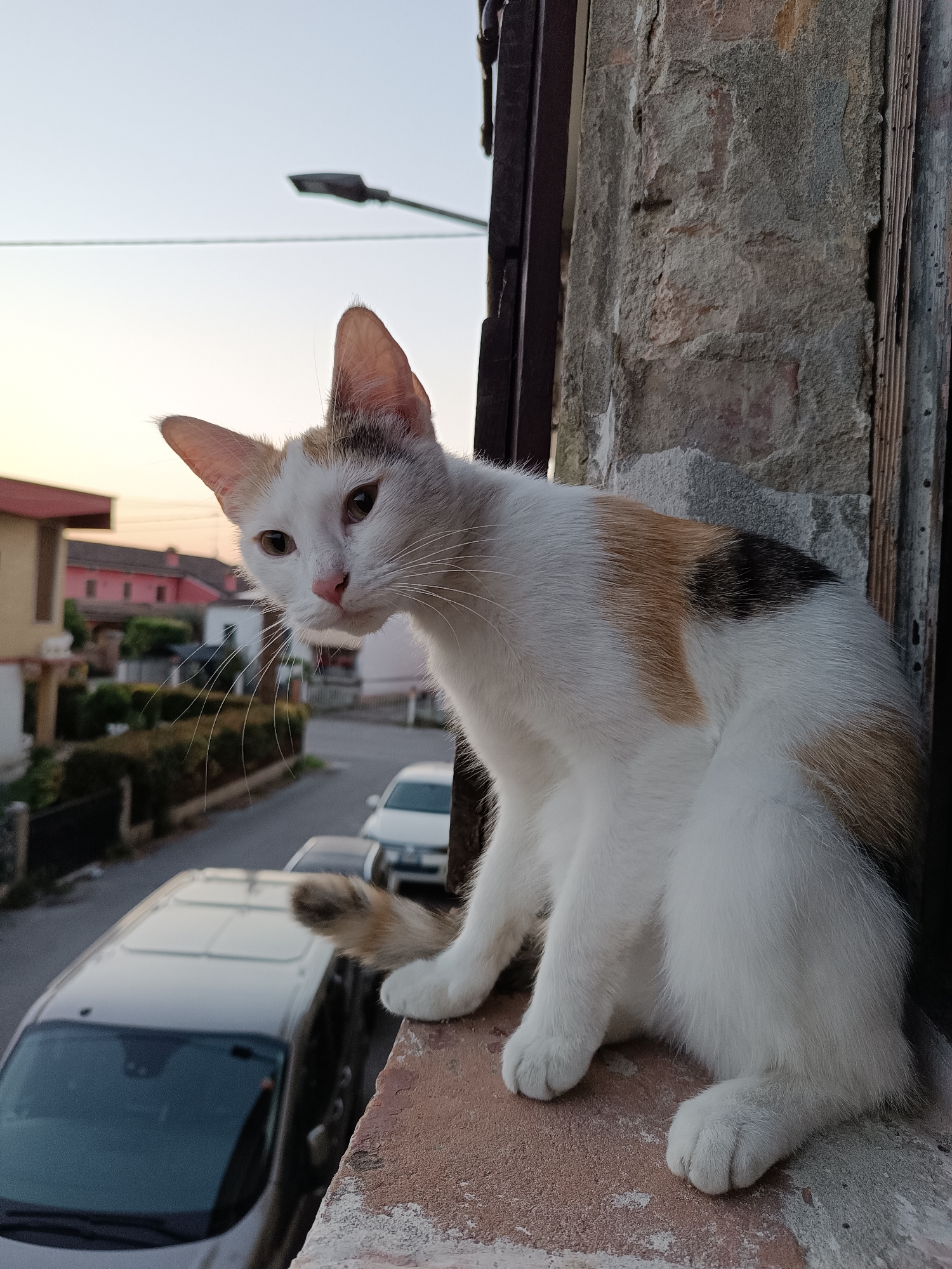 A cat with white, brown, and black fur sits on a windowsill in Viadana, Italy. The cat faces left, looking out at a street with parked cars and houses. A street light is visible in the background. The windowsill is made of rough brick. The building's exterior is weathered.
