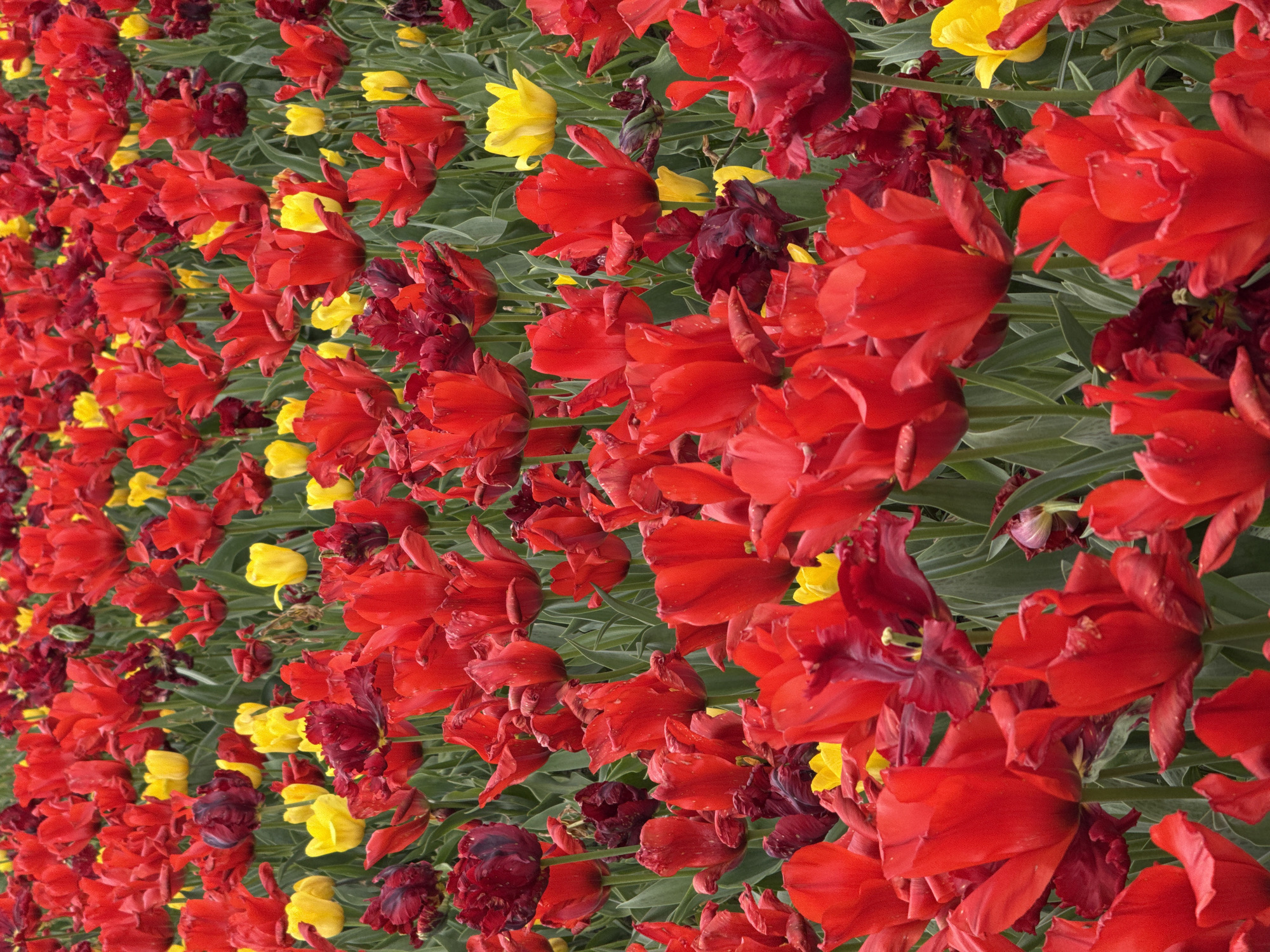 The image displays a dense field of red and yellow tulips. The red tulips are the most prominent, with a range of shades from bright scarlet to deep maroon, suggesting variations in age or type. Some of the red tulips exhibit ruffled or fringed petals. Interspersed among the red tulips are clusters of bright yellow tulips with smooth petals and simple, cup-like shapes. The green foliage of the tulips provides a background, and the image is tightly cropped, with no other identifiable elements of the surroundings visible. There are no people visible in the image. There is no location information in the image.