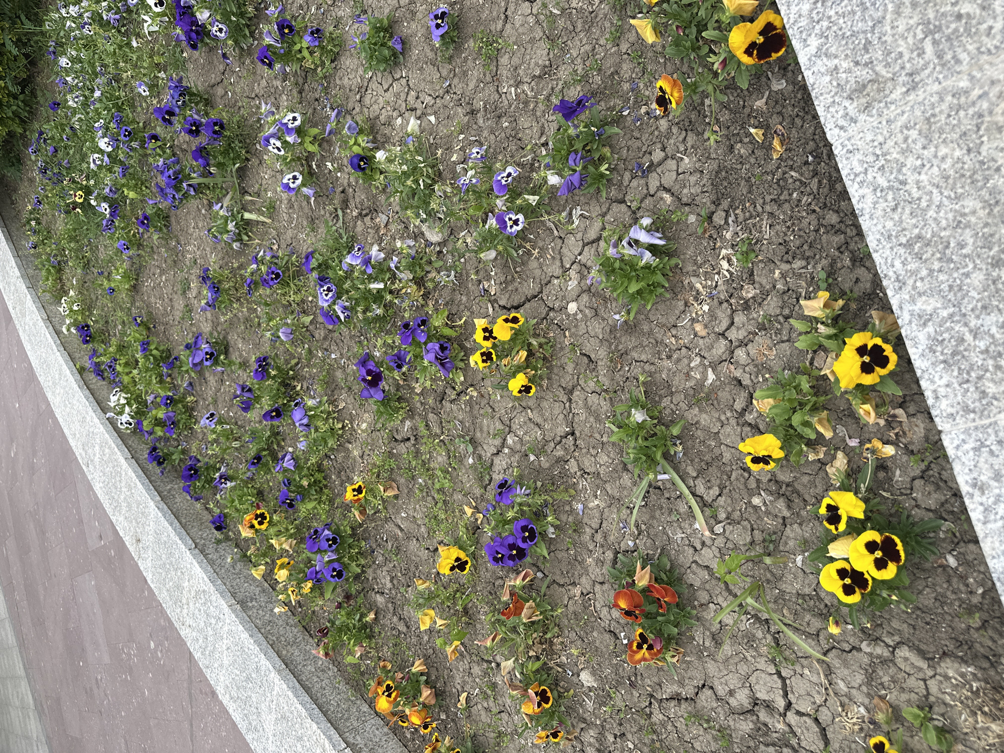 The image shows a flower bed in Vidin, Bulgaria. The bed is filled with a variety of pansies in colors including purple, white, yellow, and orange. The soil is dry and cracked. The flower bed is bordered by a gray concrete edge. The scene is captured from a slightly elevated angle.