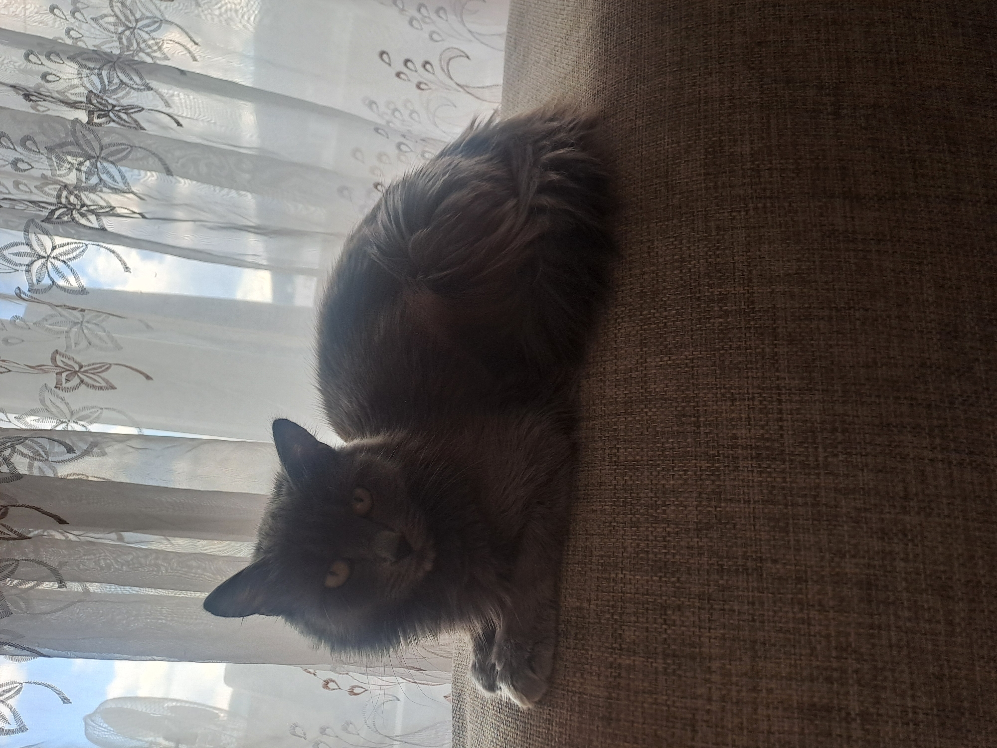A gray cat is resting on a brown sofa in front of a window covered with white lace curtains. The cat is lying down and facing the viewer. The location is Unknown, Unknown.