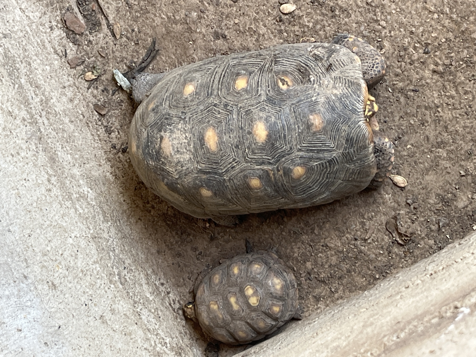This image shows two tortoises on a dirt and concrete surface. The larger tortoise is in the foreground, facing away from the viewer, with its shell prominently displayed. It has a pattern of geometric scutes with yellowish markings. The smaller tortoise is to the left and slightly behind the larger one, also facing away. The ground is a mixture of dirt, small pebbles, and a section of rough concrete. The environment appears to be outdoors, possibly in a natural or semi-natural enclosure, given the presence of natural ground cover. There are no people visible in the image. The scene is static and does not depict any specific action or interaction between the tortoises. This image was taken in Juan Griego, Venezuela.