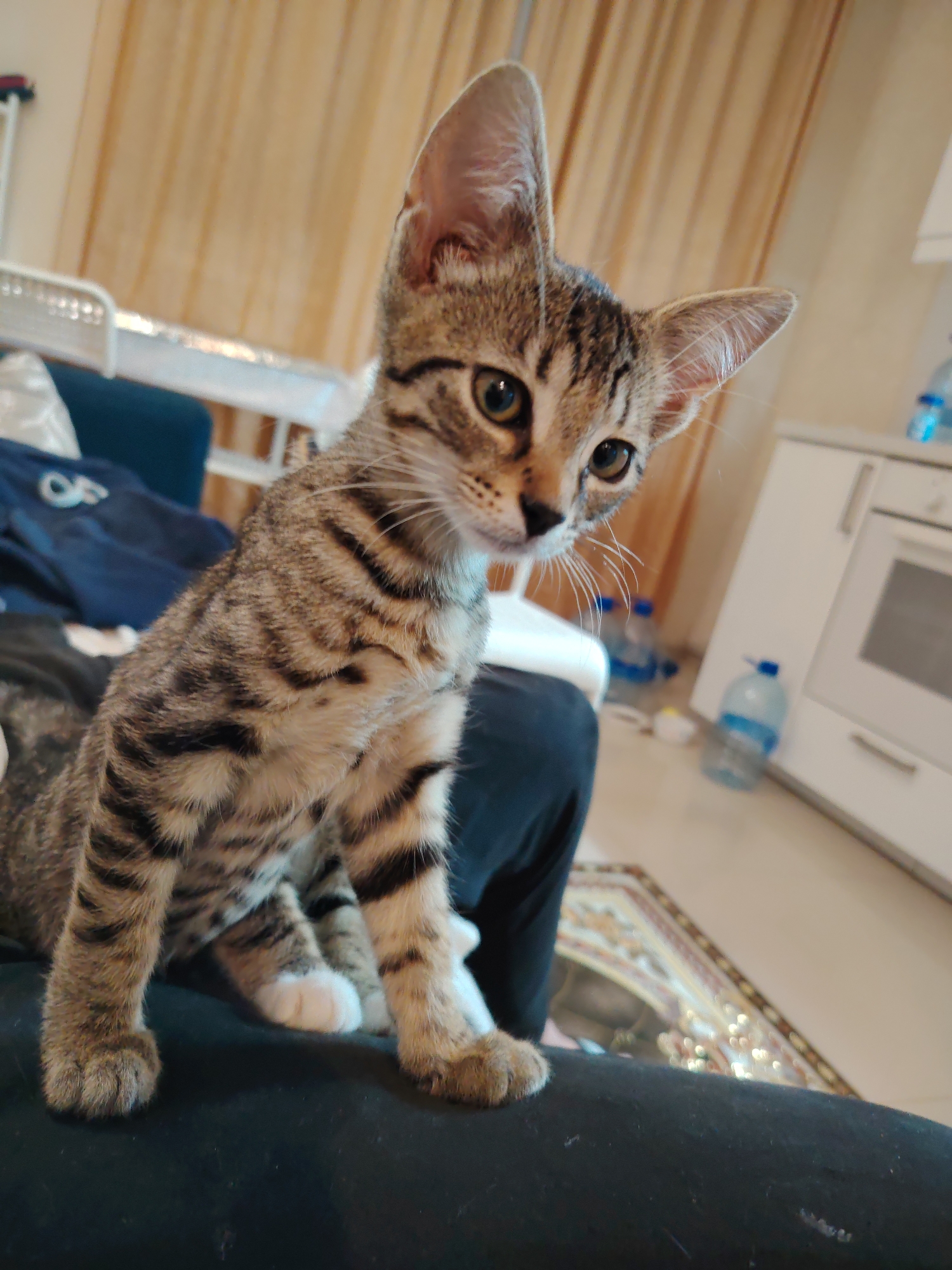 A tabby kitten sits on a dark surface, its body angled to the left of the frame. The kitten has large, alert ears, green eyes, and striped fur. Its front paws are white. In the background, a blurred room is visible with light-colored curtains, a white cabinet with an oven, and several plastic water bottles. A portion of a patterned rug is also visible on the floor. The location is not specified as Vnukovo, Russia.