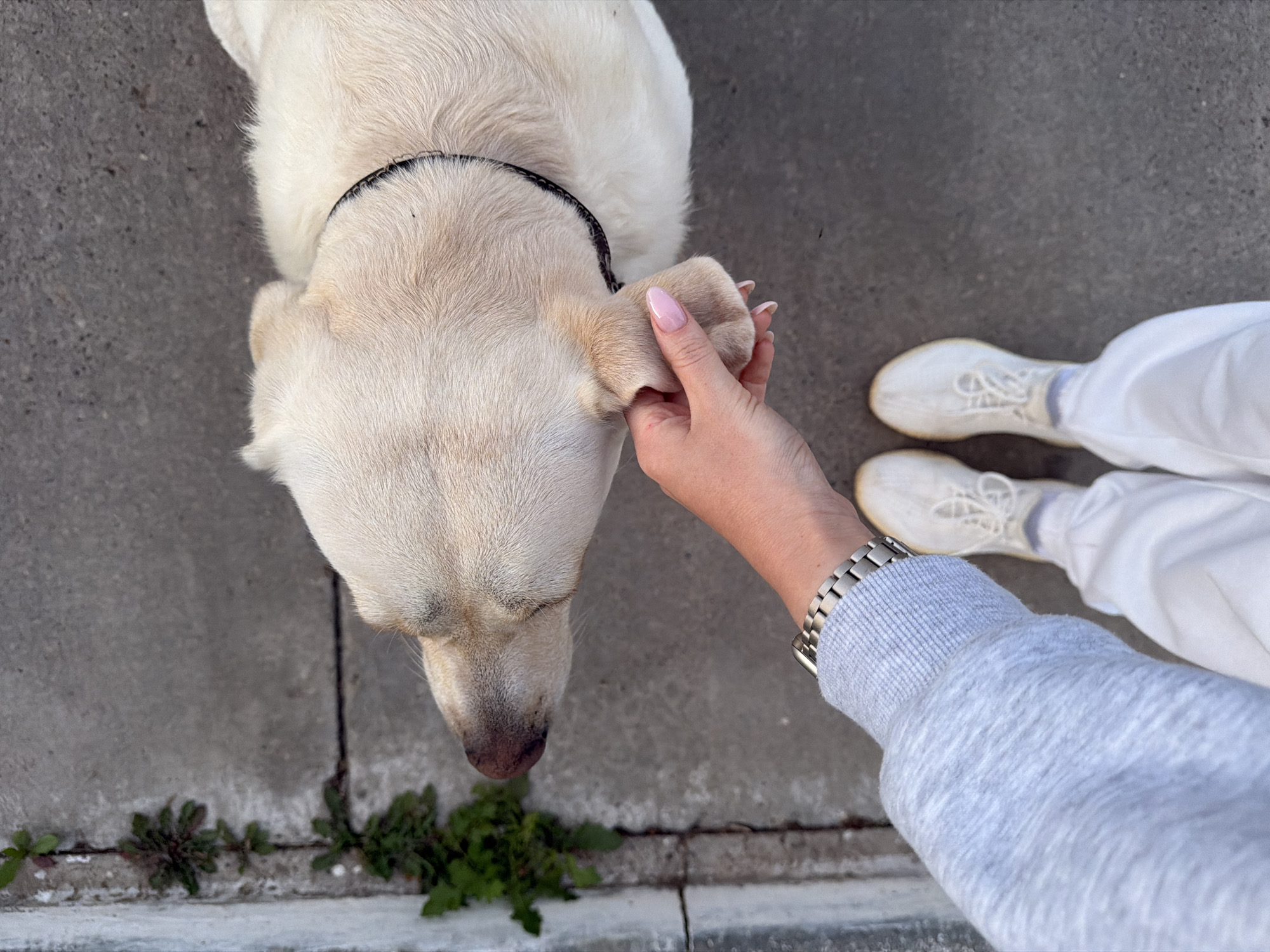 A person's hand is reaching out to touch a cream-colored dog's paw, which is resting on the ground. The person is wearing a grey sweatshirt and white pants, along with white sneakers. The dog is wearing a black collar. The background is a concrete sidewalk with some green plants growing along the edge. The lighting suggests it is daytime.
