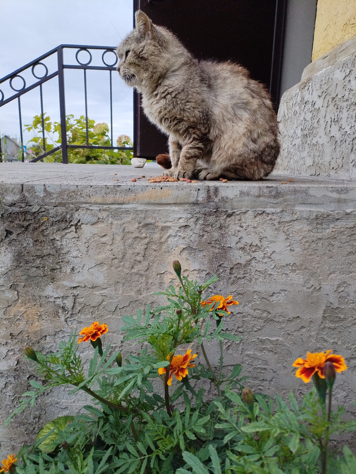 A stray, medium-sized, grey tabby cat with a fluffy coat sits on the edge of a concrete step, looking to its left. Scattered kibble is visible around the cat. In the foreground, several bright orange marigold flowers with green foliage are in bloom against a textured, grey concrete wall. Behind the cat, a black metal railing with circular accents and some green foliage can be seen, suggesting an outdoor setting. The sky above is overcast. The scene appears to be an exterior of a building in Bialynichy, Belarus.